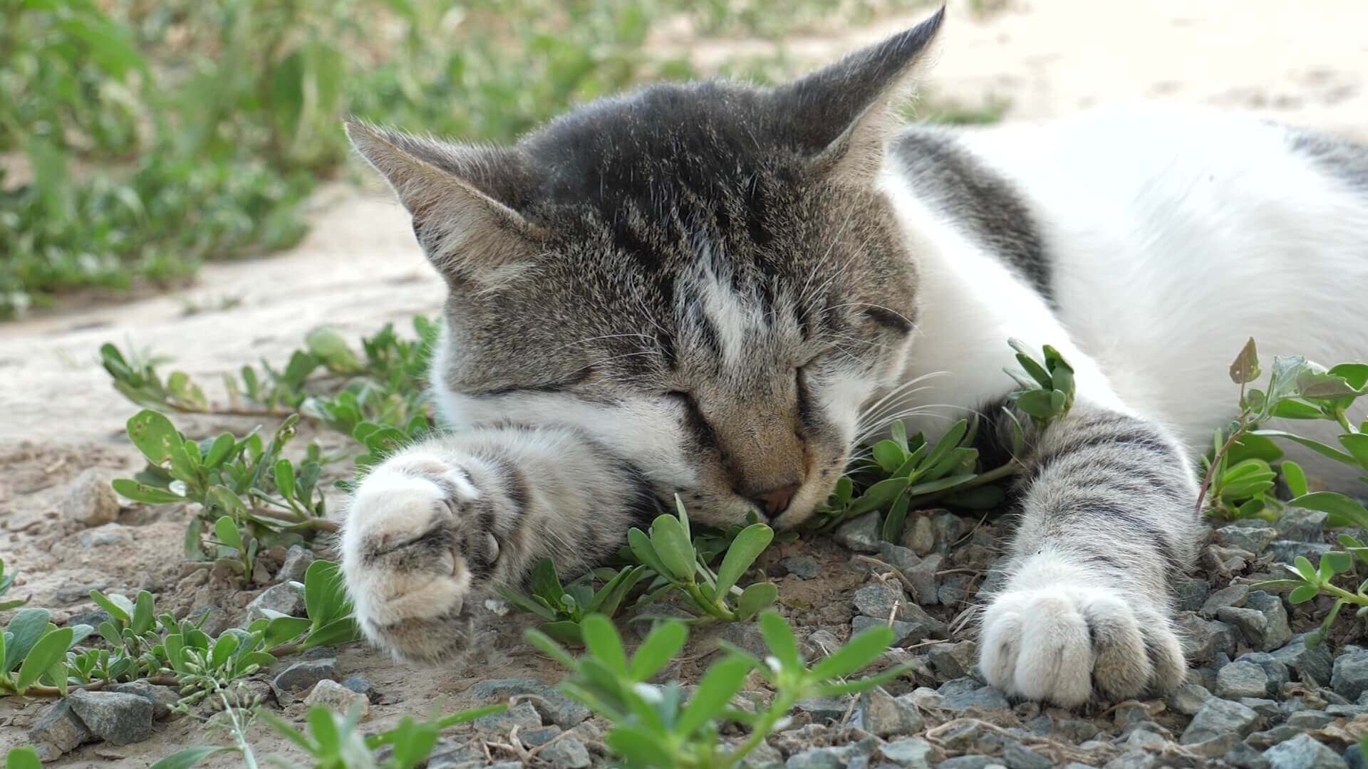 Advierten que flores comunes son venenosas para los gatos