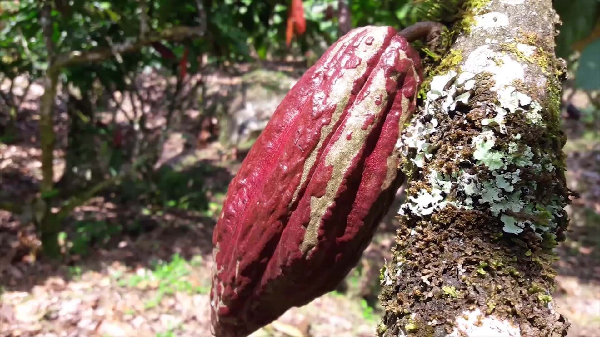 Buscan potenciar producción de cacao