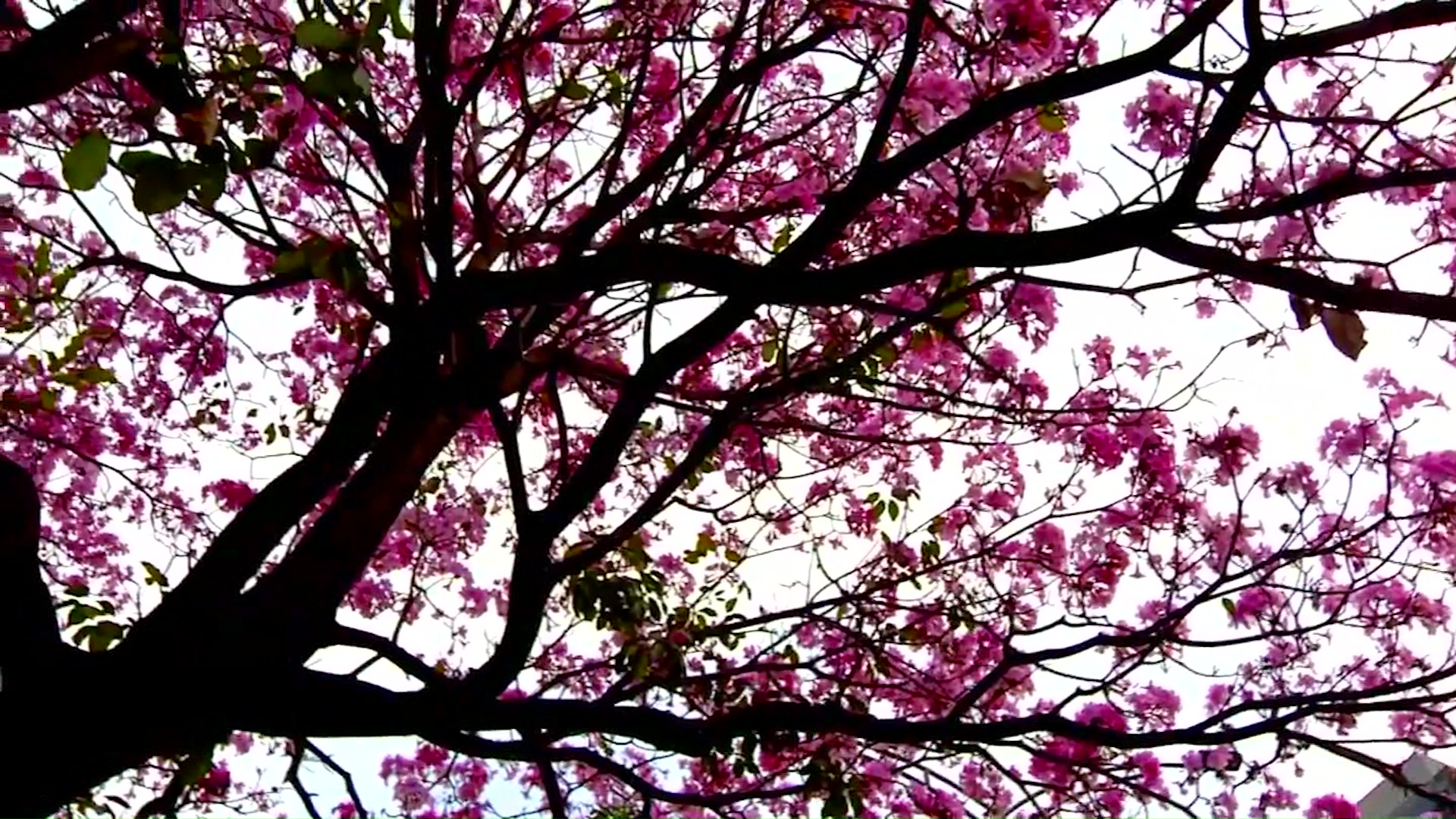 Con guayacanes rosados rinden homenaje a víctimas de feminicidios