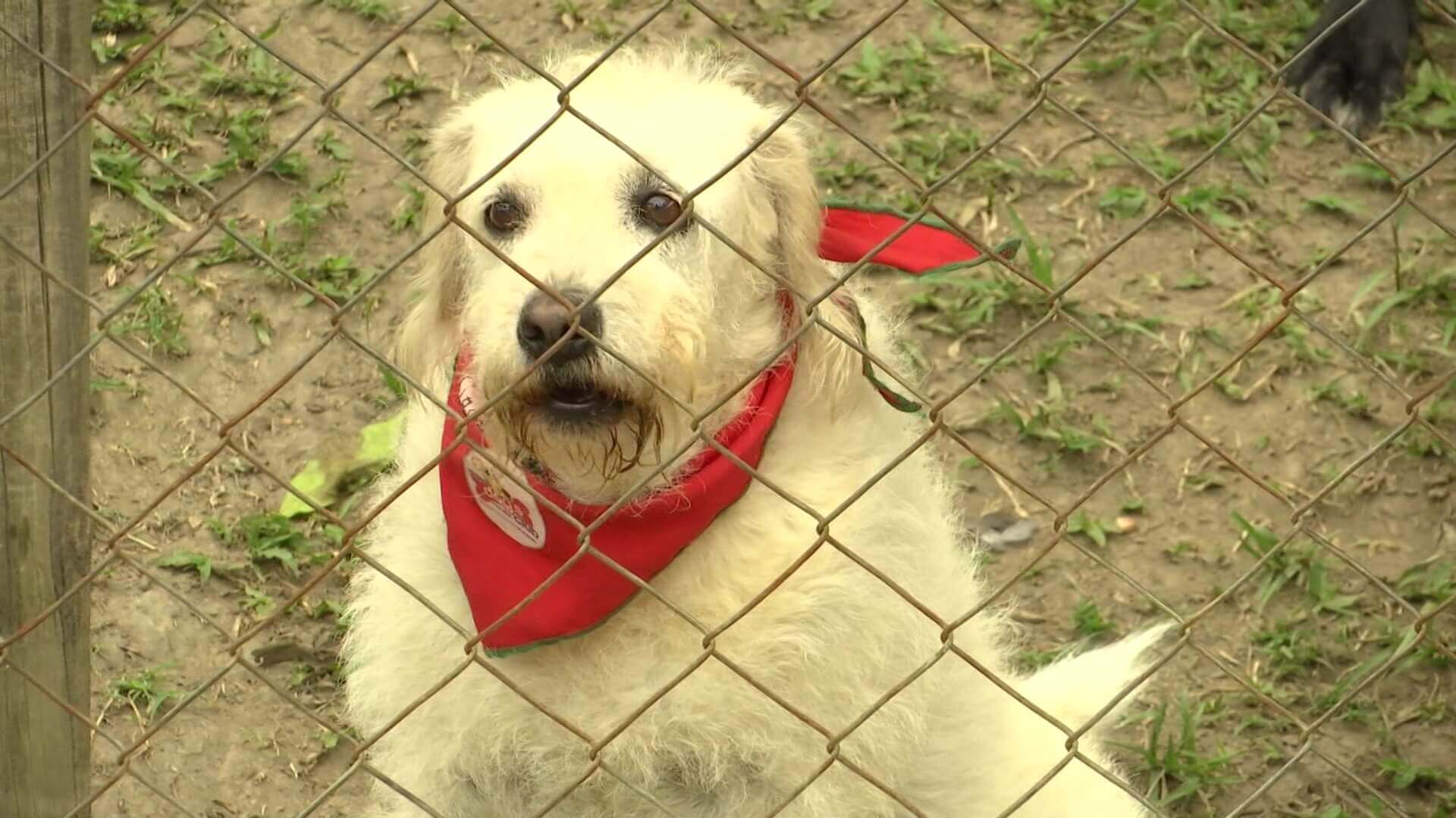 Guarderías para mascotas incrementan sus servicios en Navidad