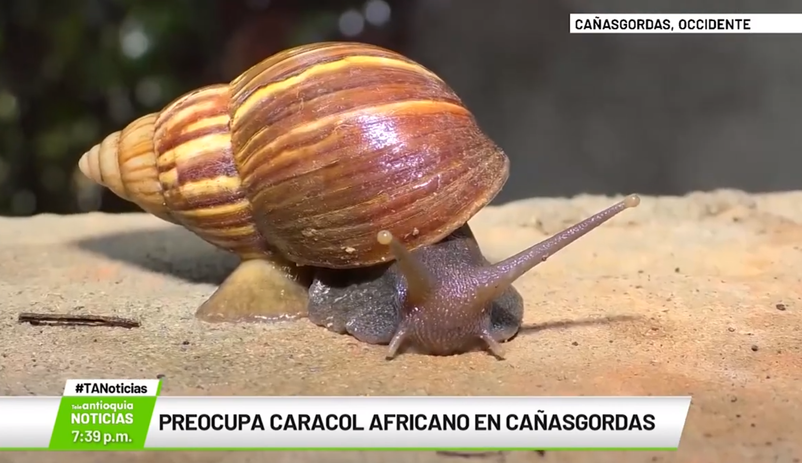 Caracol africano en Cañasgordas