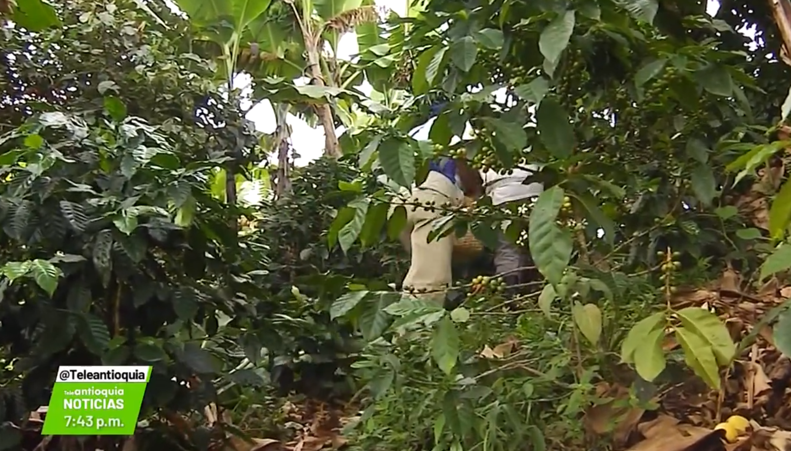 Resiembra de coca en Cáceres