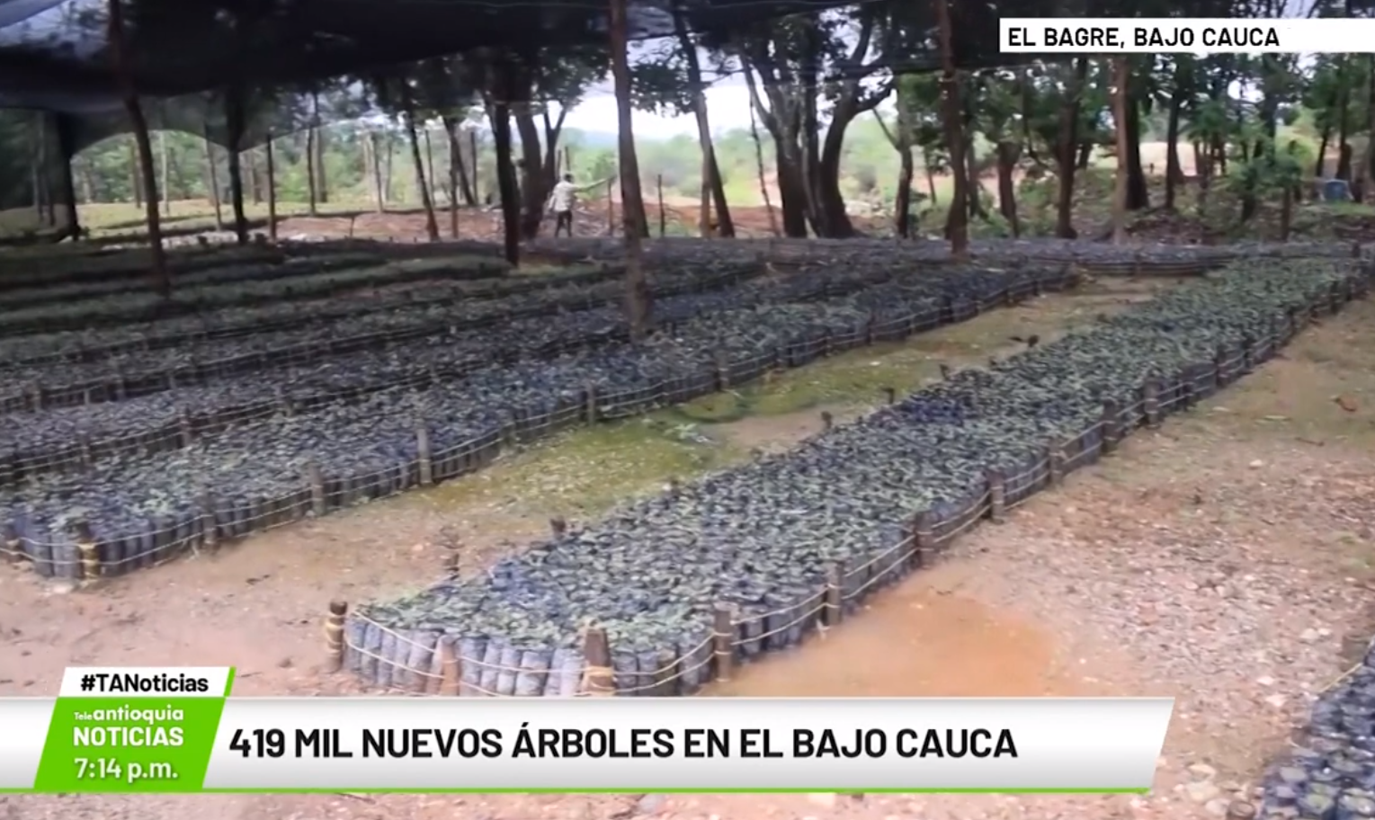 419 mil nuevos árboles en el Bajo Cauca