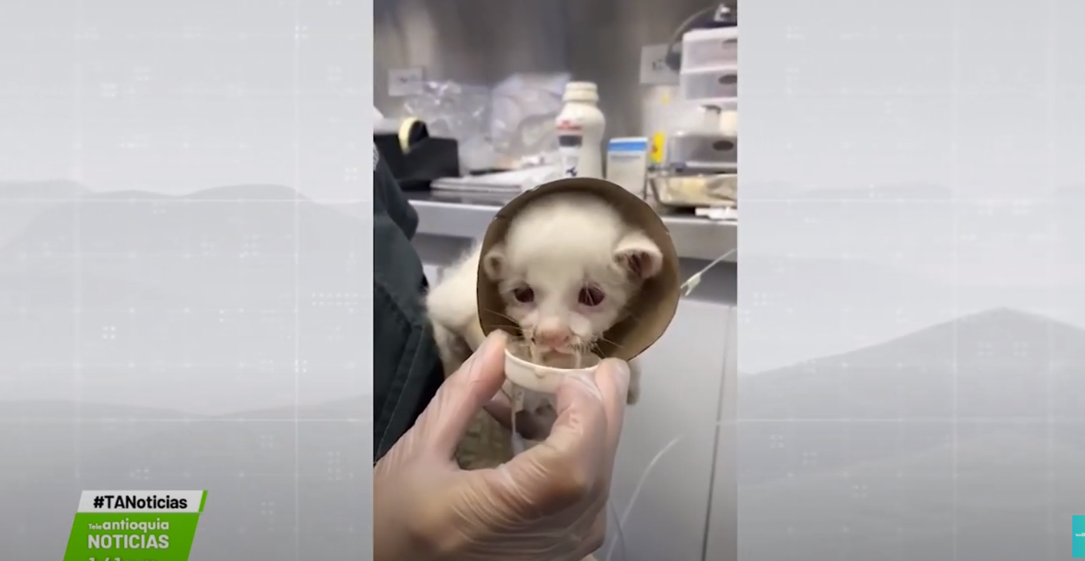 Felina albina sobrevivió tras varias complicaciones de salud