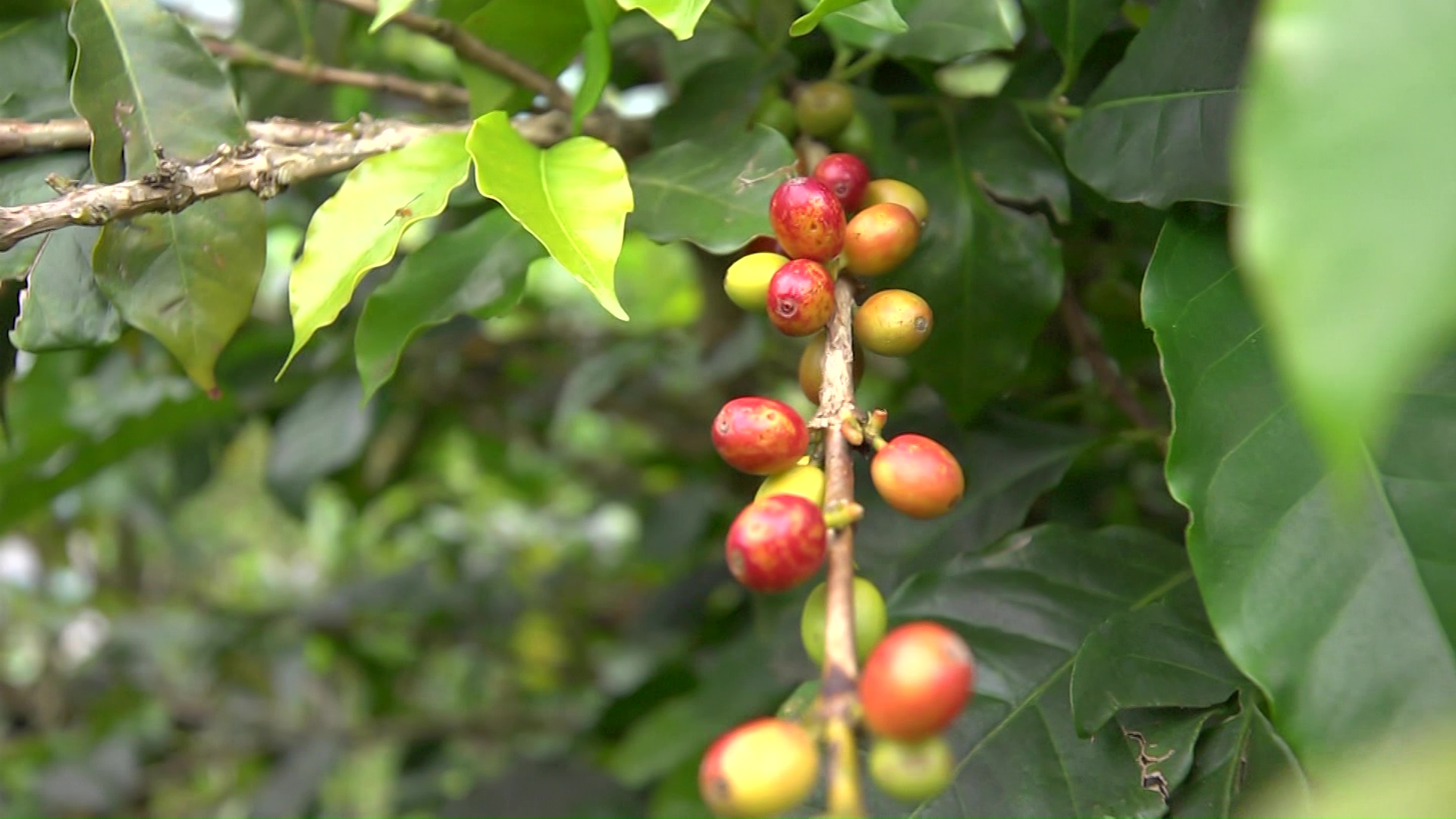 40 % disminuyó la cosecha cafetera en el Suroeste