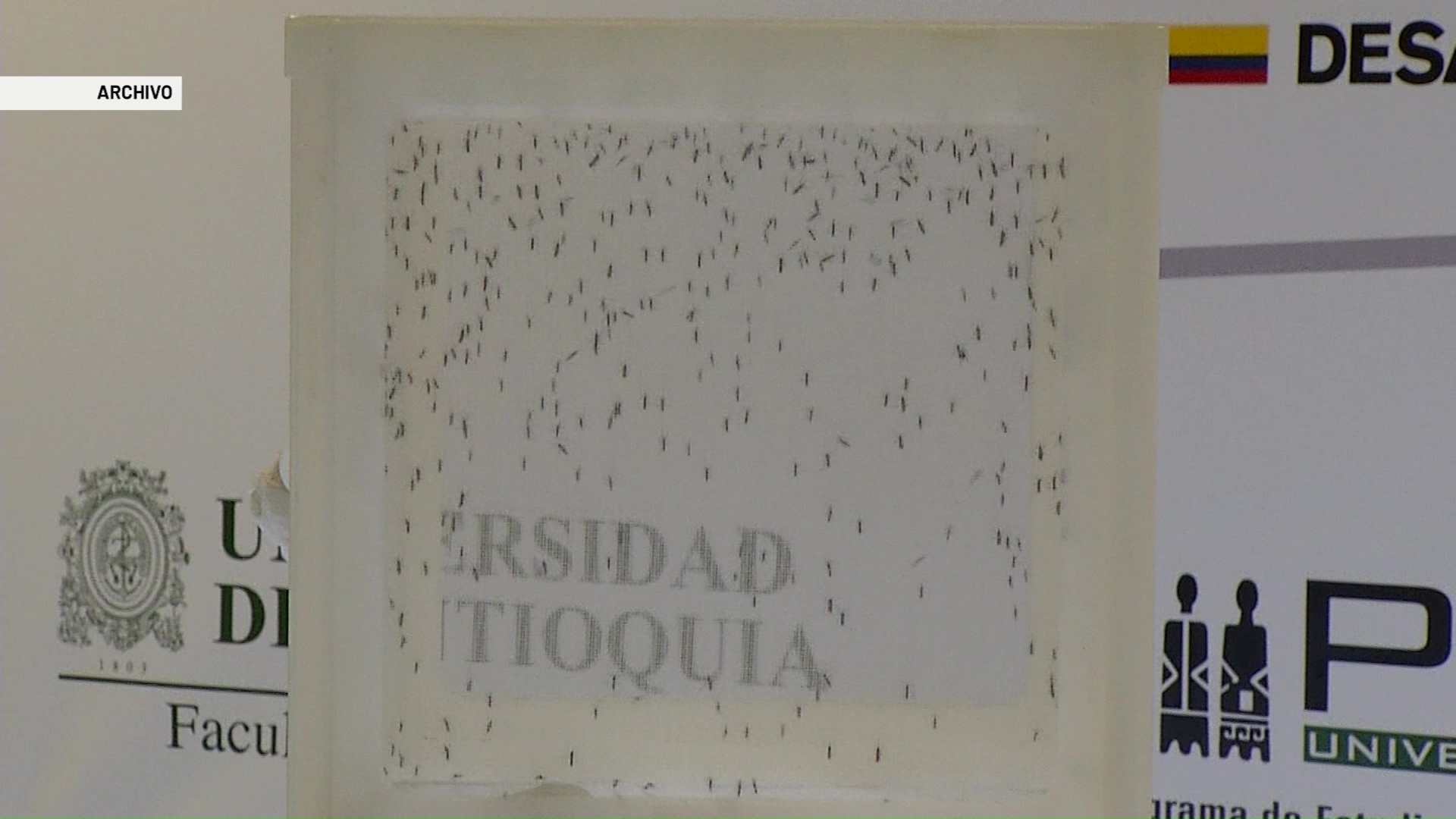 Liberación de mosquitos para contener infecciones como dengue