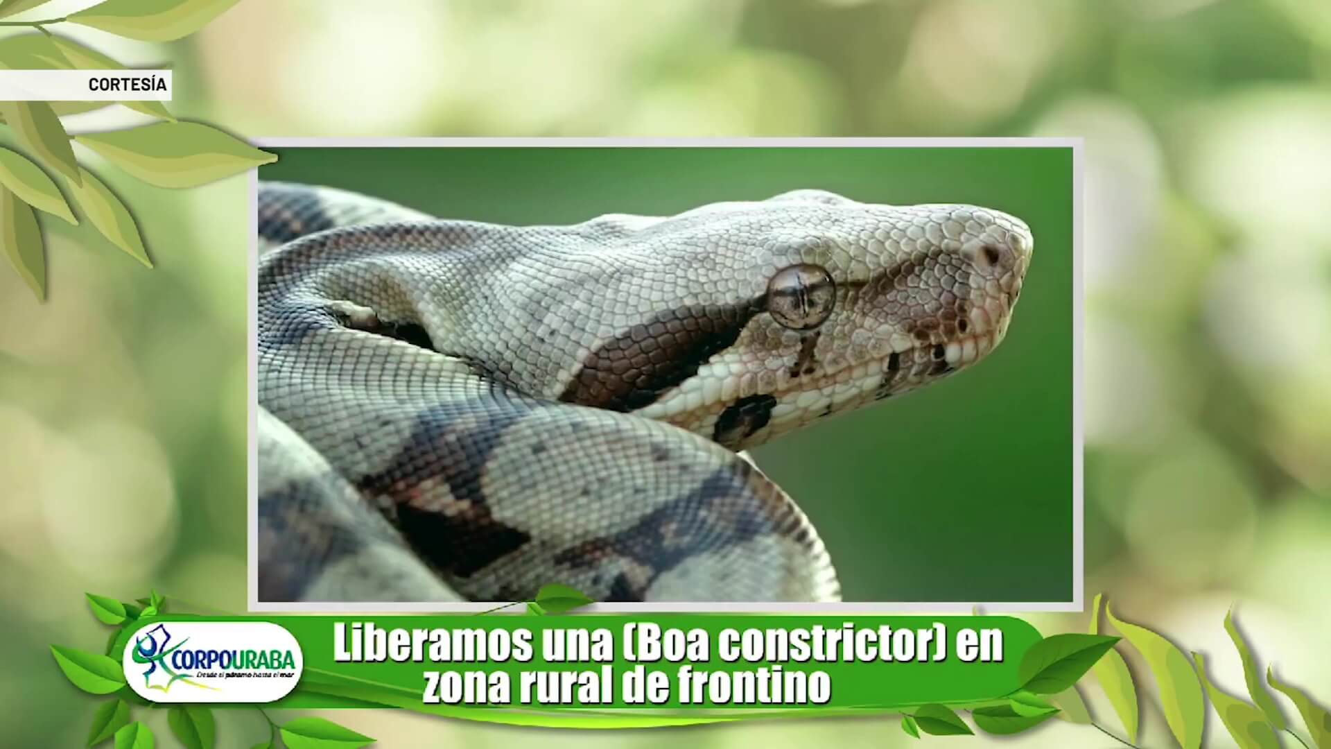 Boa constrictor fue hallada en una vivienda de Frontino