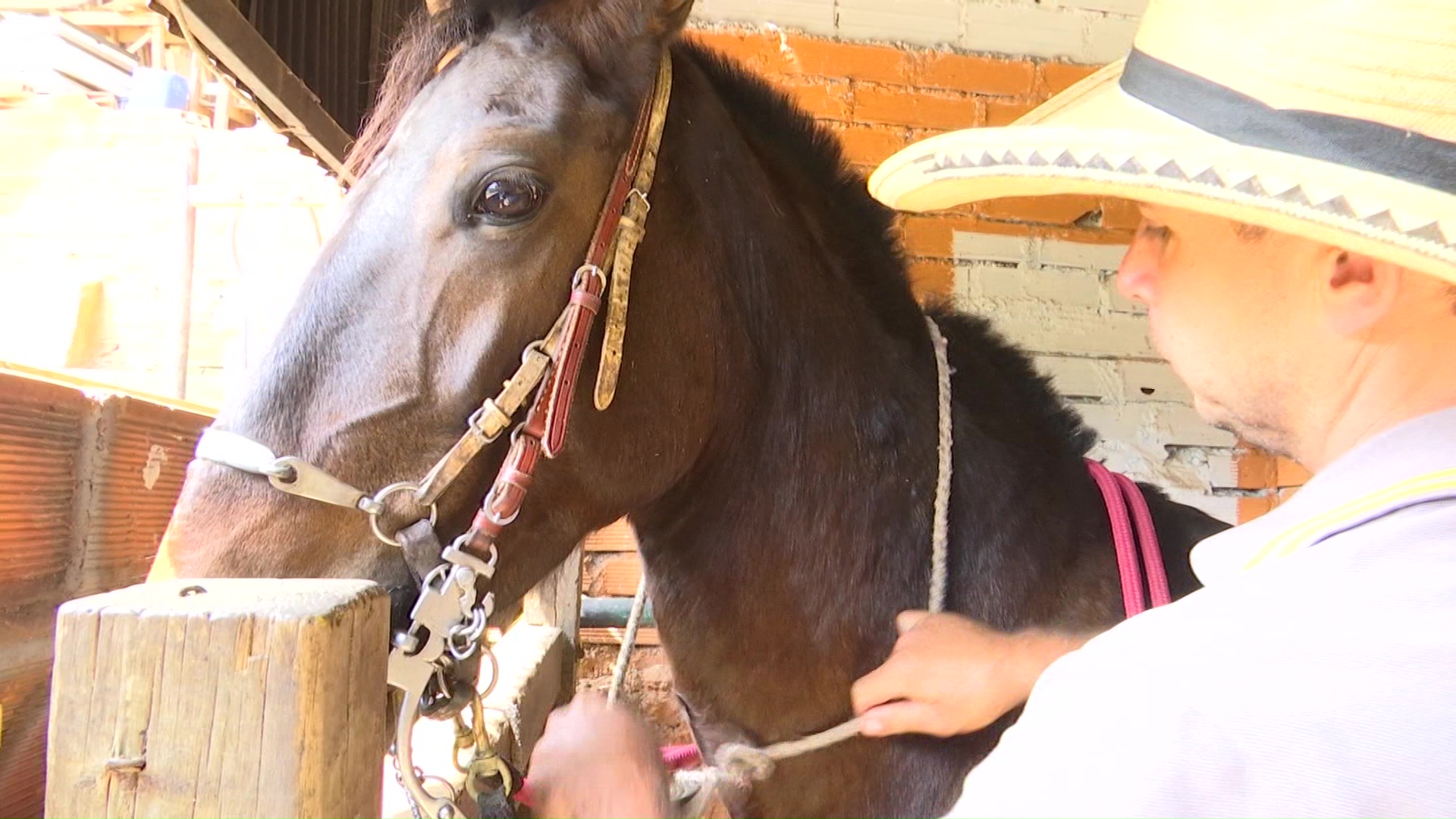 Fernando, toda una vida dedicada al cuidado de los caballos