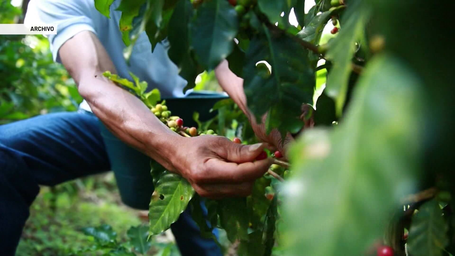 Más de 1,9 millones de sacos de café espera producir Antioquia