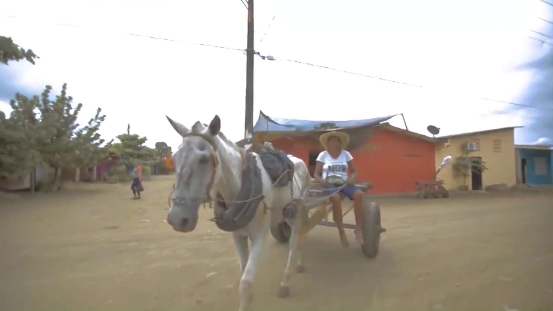 Urabá y Bajo Cauca, zonas con más uso de tracción animal