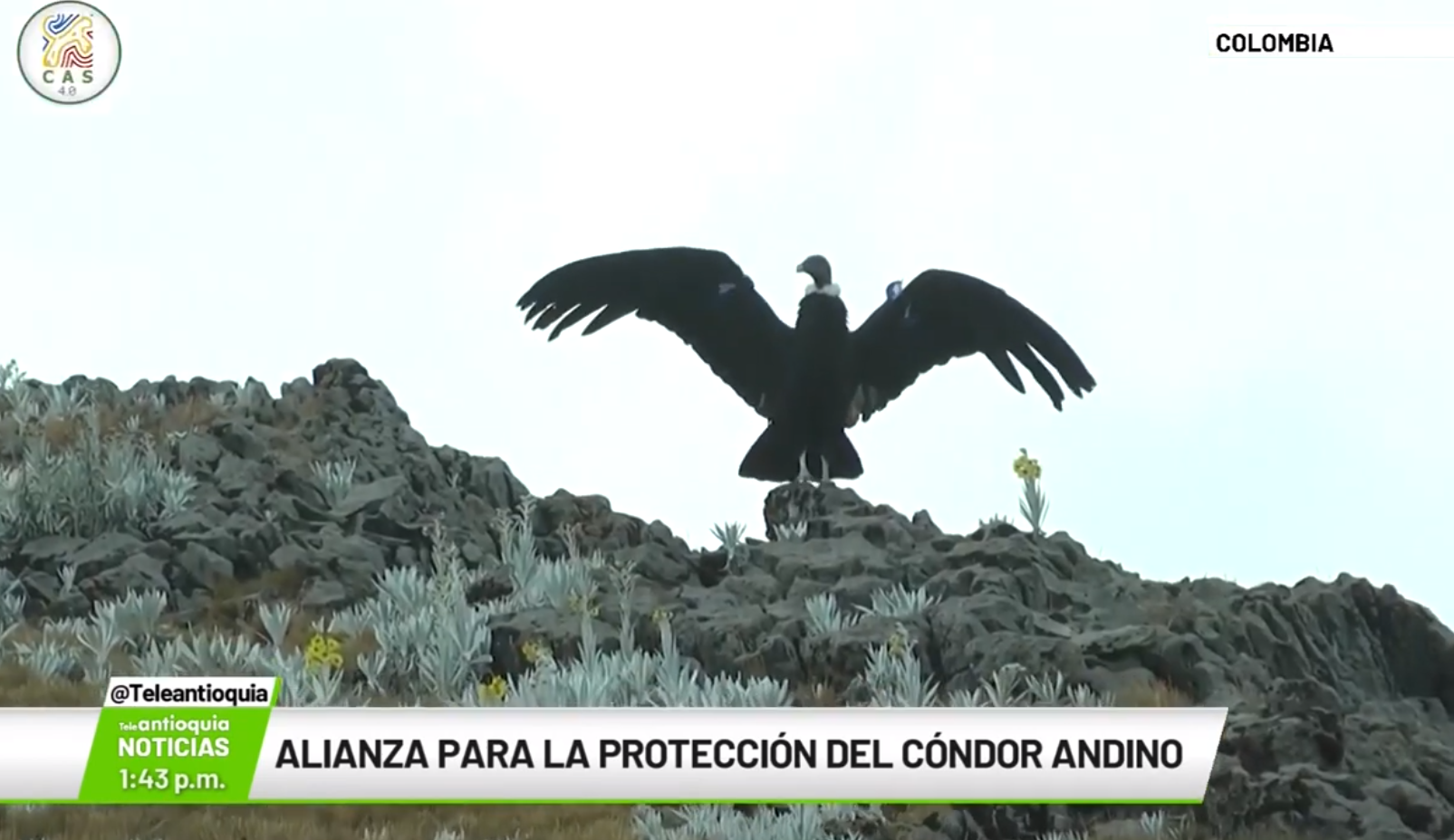 Alianza para la protección del cóndor andino