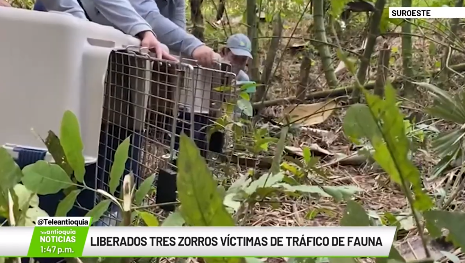 Liberados tres zorros víctimas de tráfico de fauna