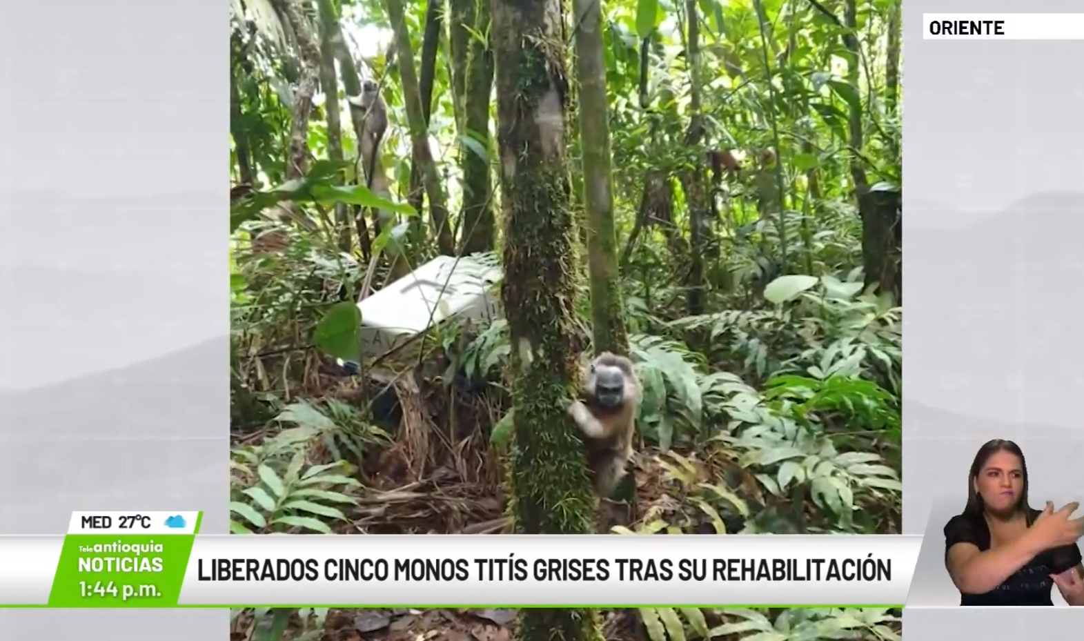 Liberados cinco monos titís grises tras su rehabilitación