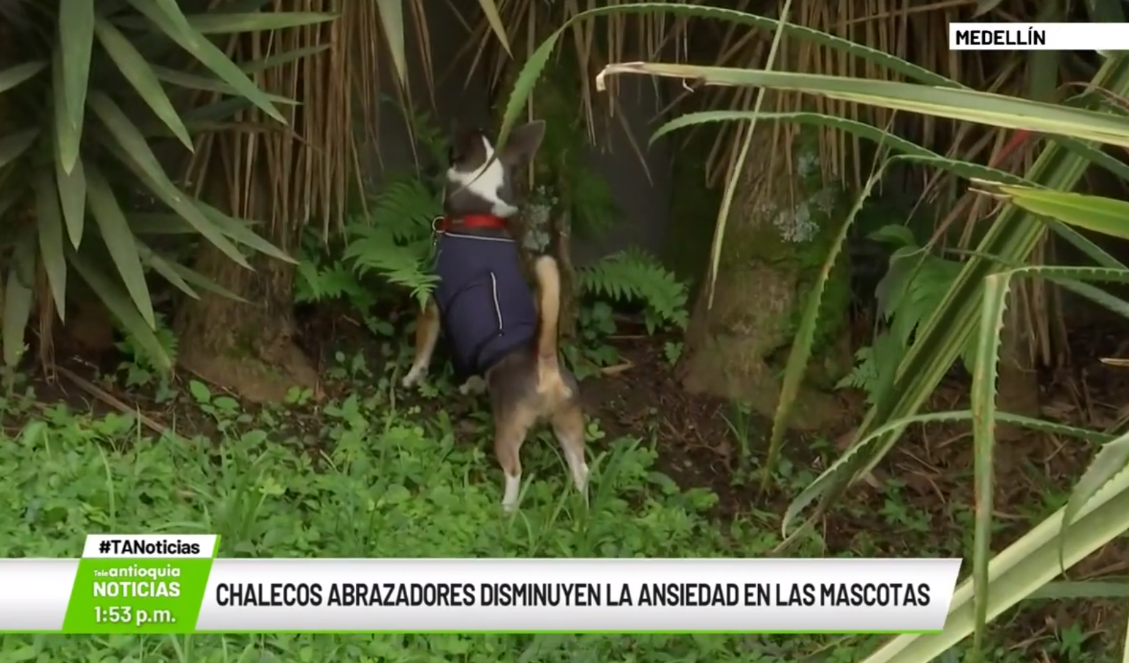 Chalecos abrazadores disminuyen la ansiedad en las mascotas