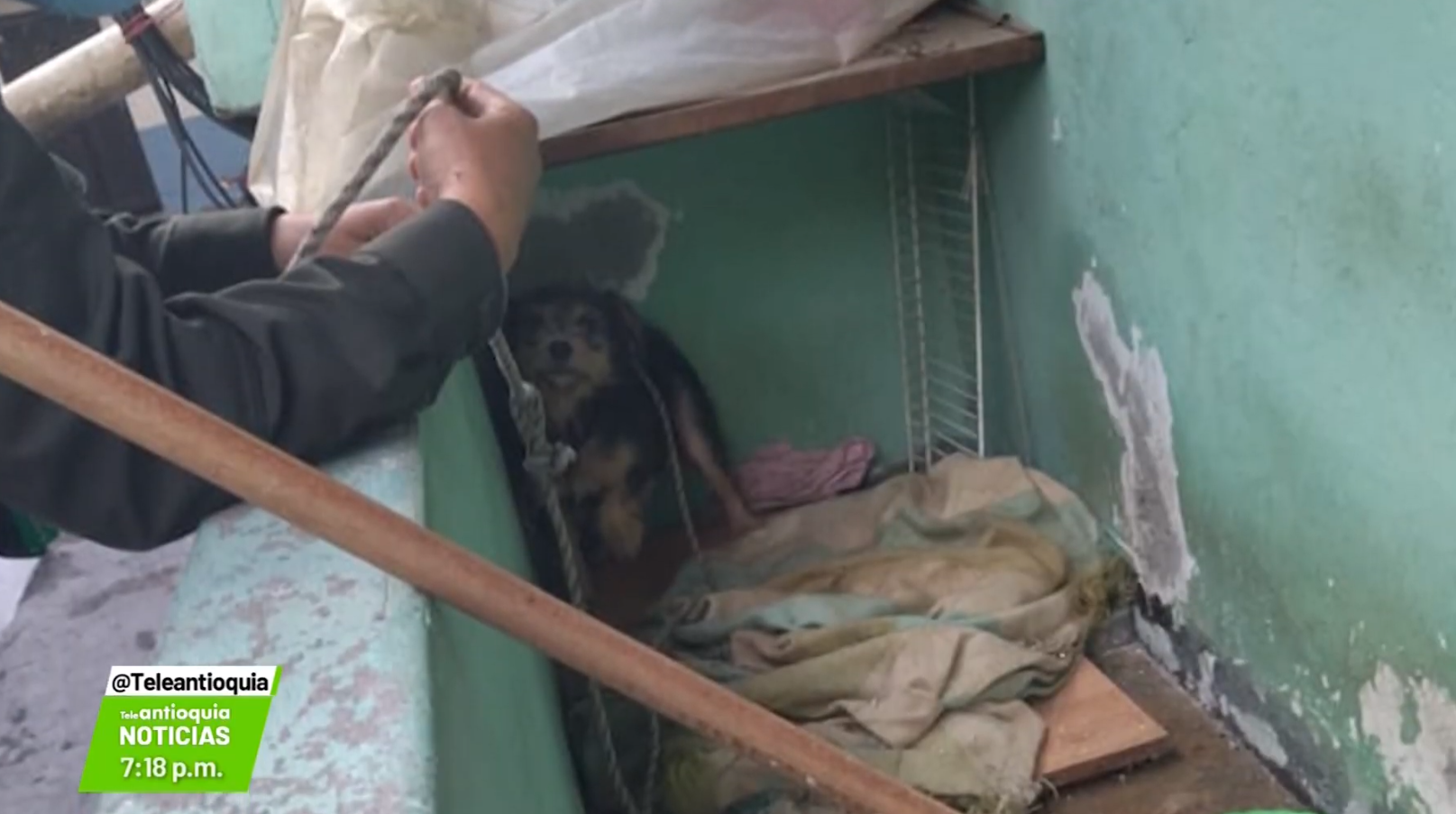 Rescatada perra abandonada en casa de Manrique