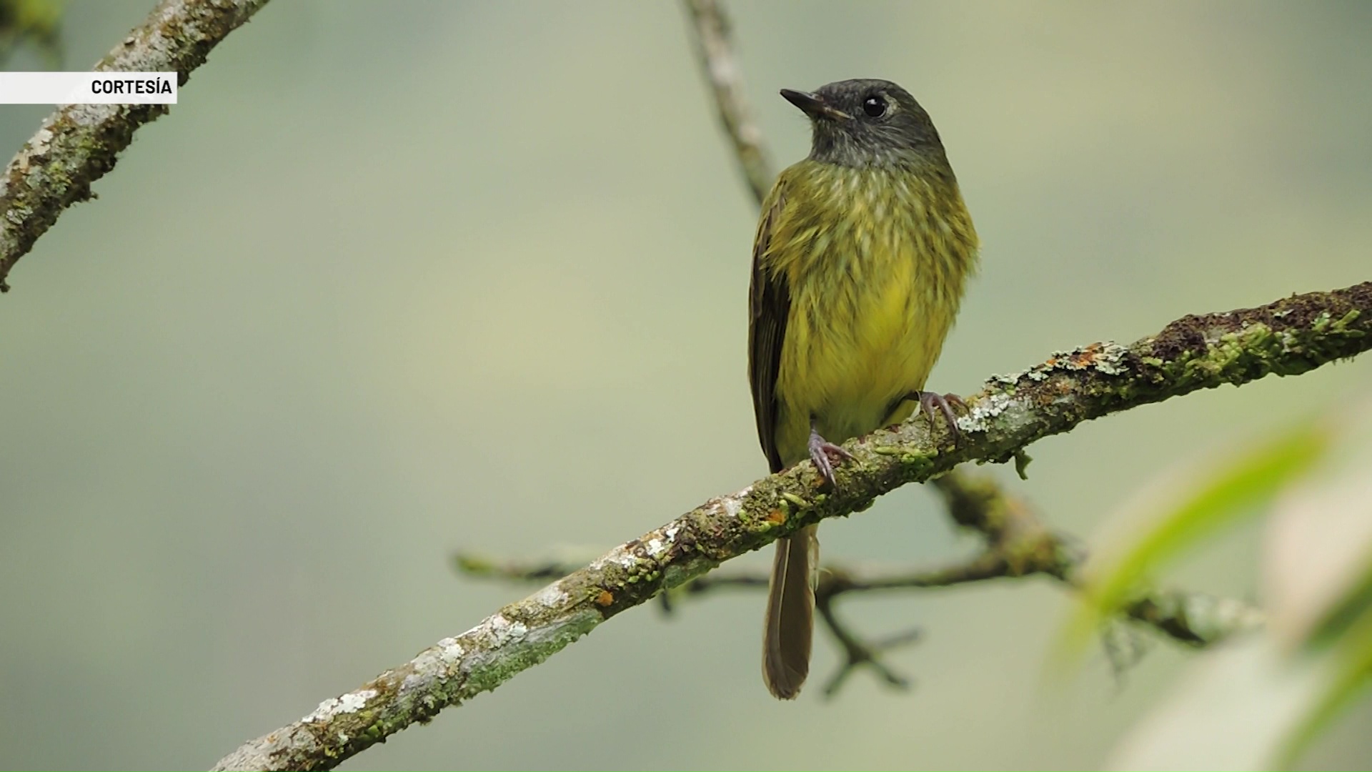 Avistadas cuatro nuevas especies de aves en el Valle de Aburrá