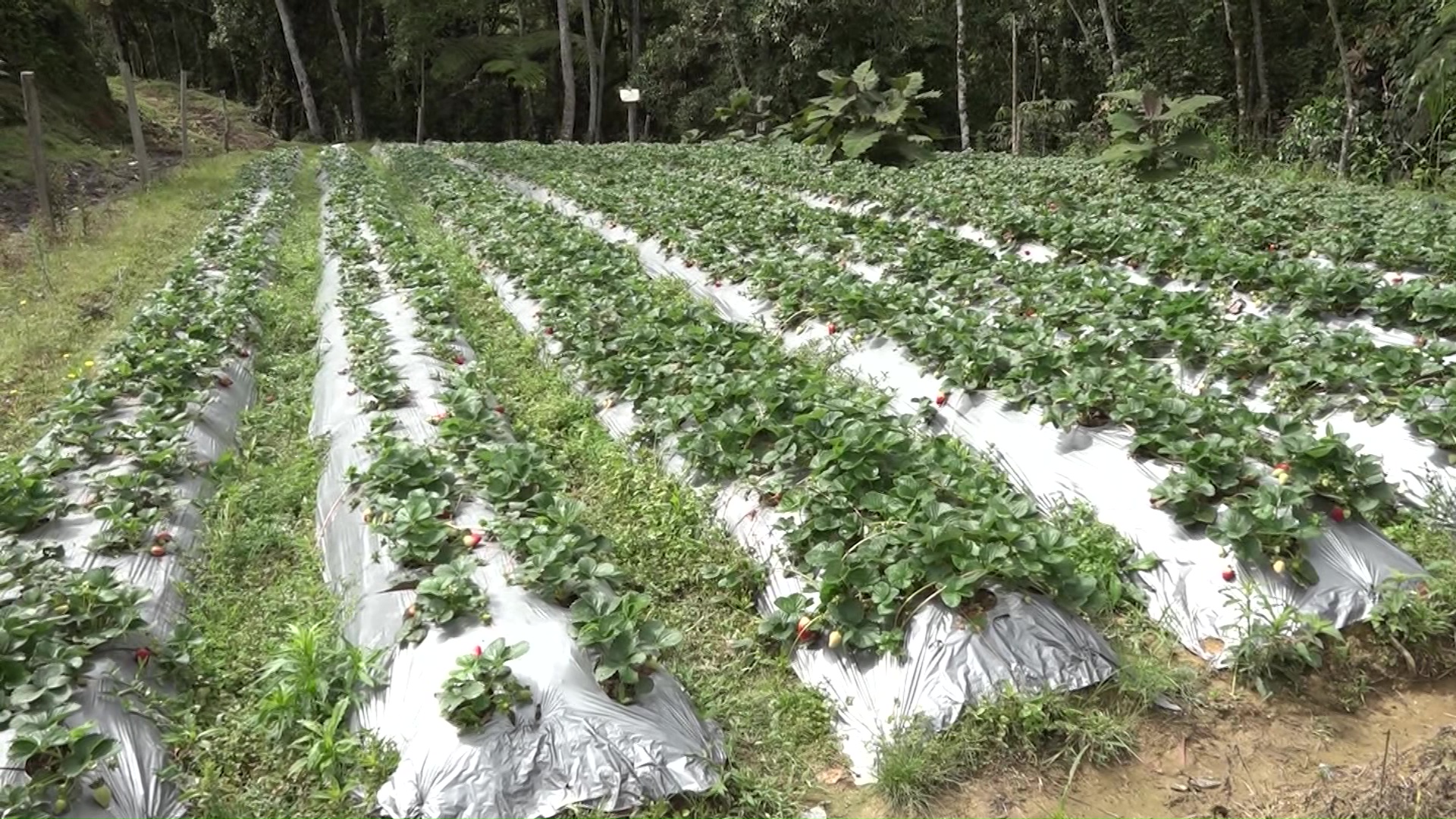 Con nueva ley, arancel cero para productos agropecuarios