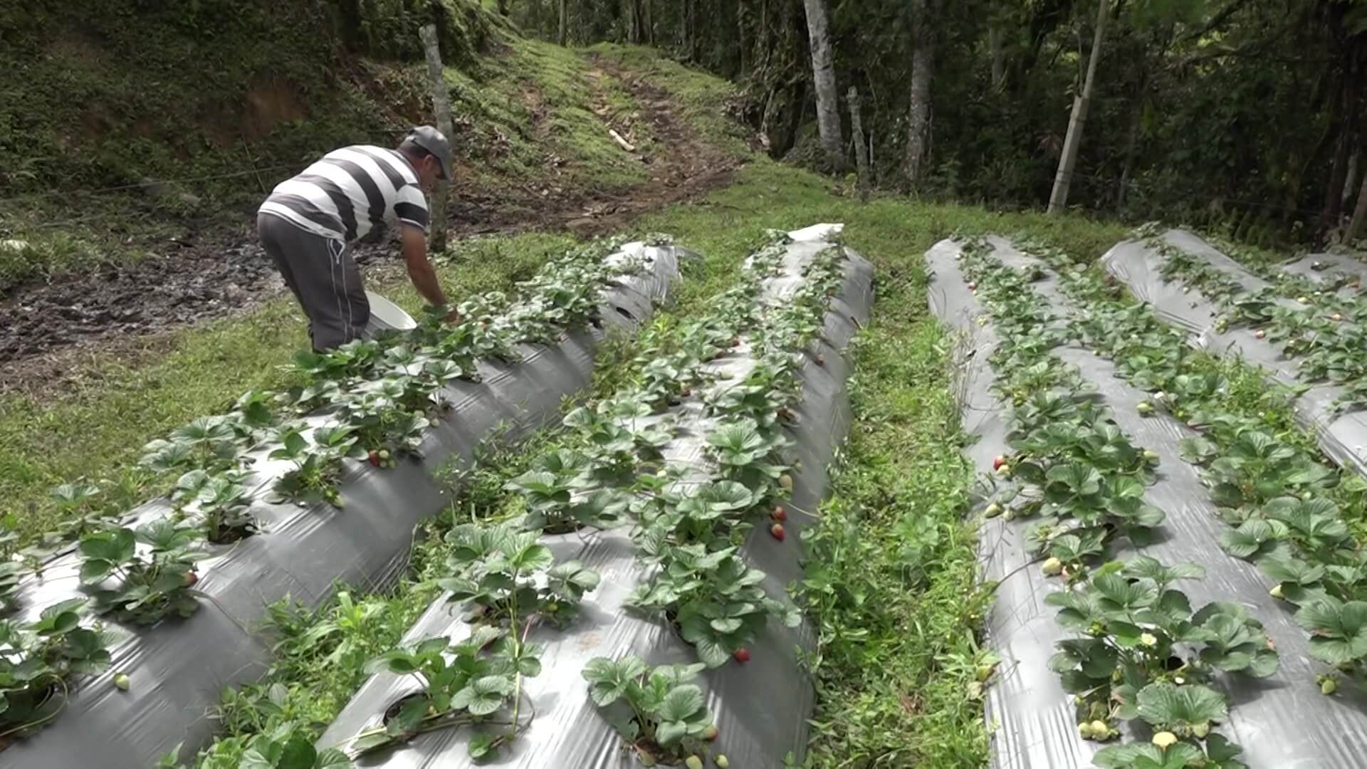 Proponen eliminar IVA e impuesto al consumo a la agricultura