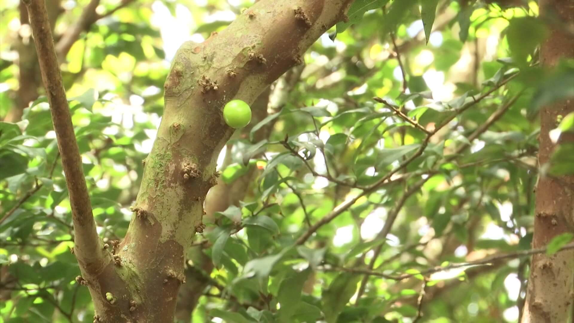 Campesino fabrica fruta de jaboticaba