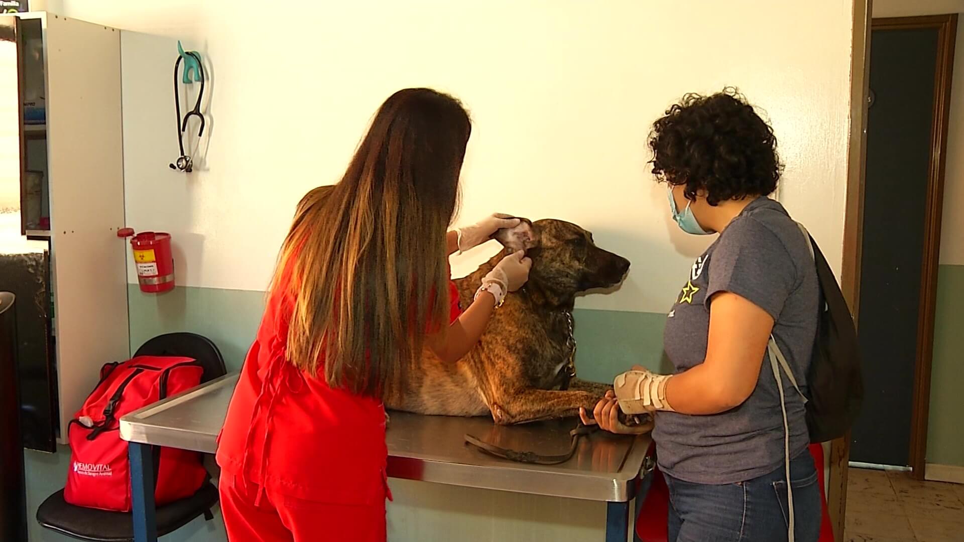 Donación de sangre entre mascotas