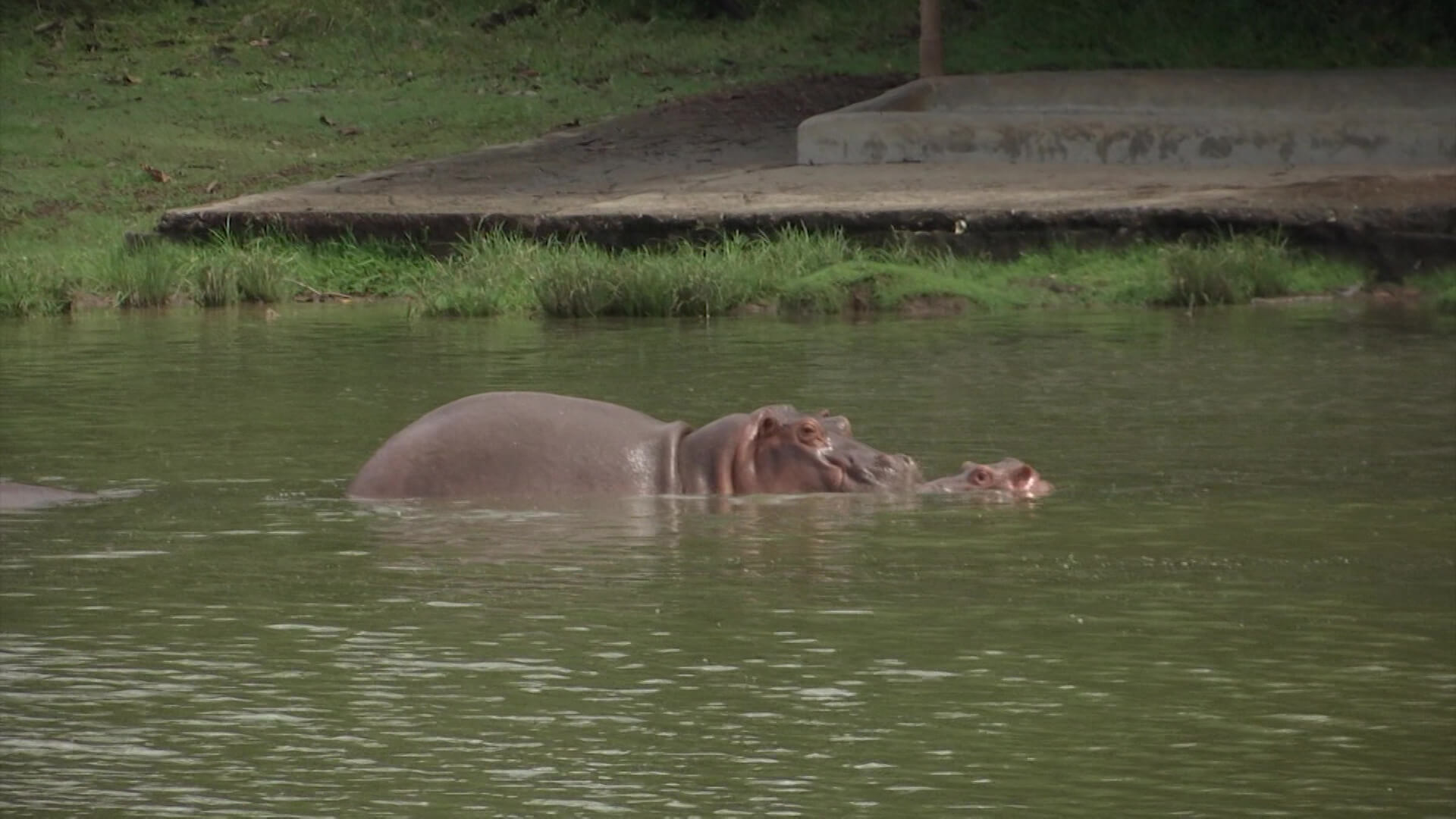 Estudiarán si declaran al hipopótamo como especie invasora