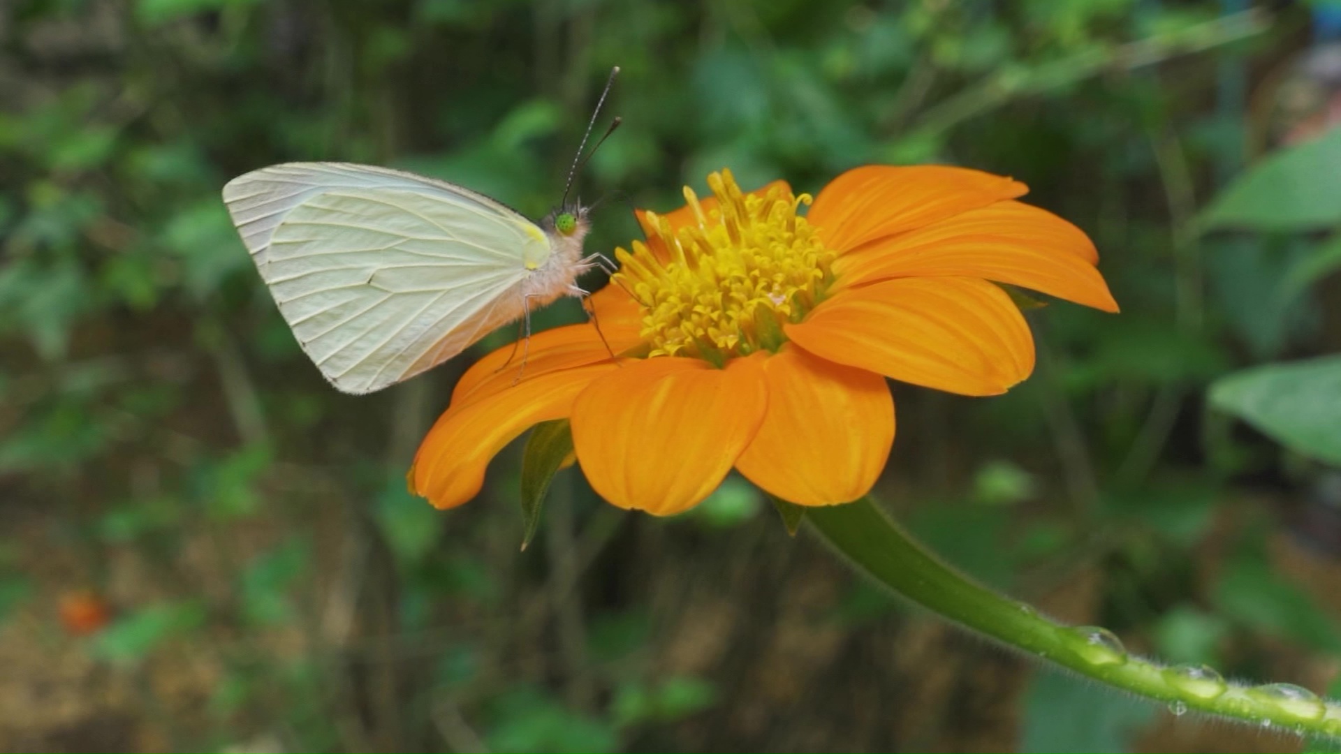 Nuevo espacio para apreciar la belleza de las mariposas