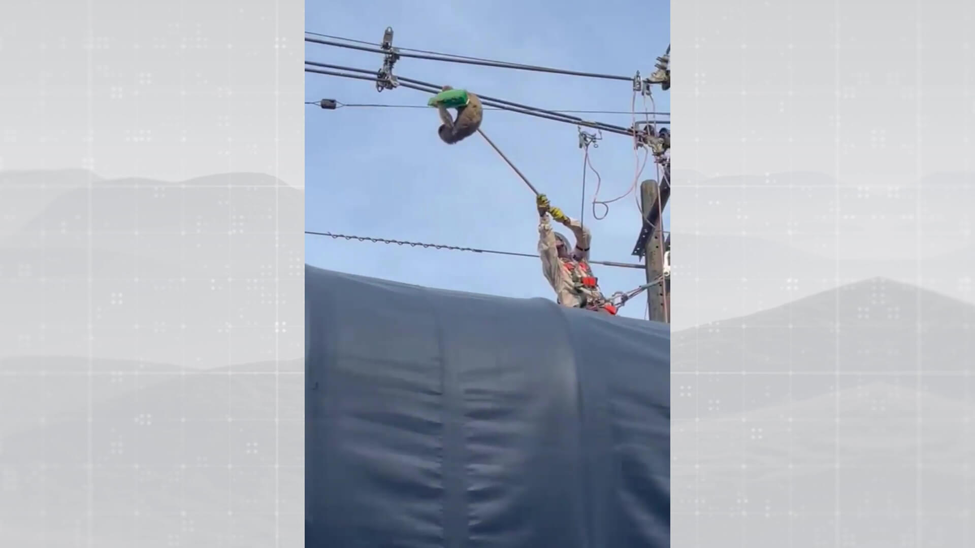 Rescatado oso perezoso que colgaba de cables de energía