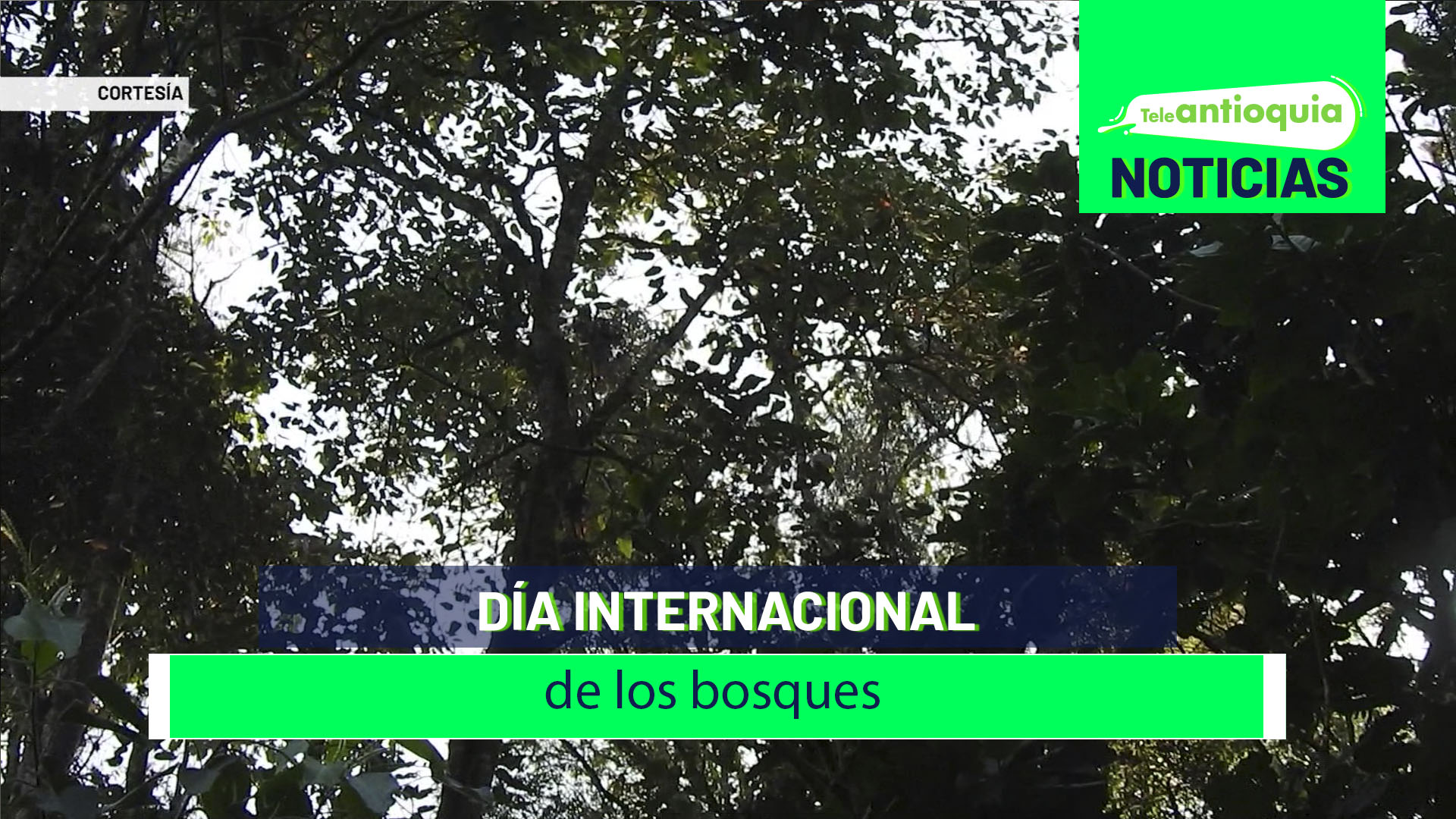 Día internacional de los bosques