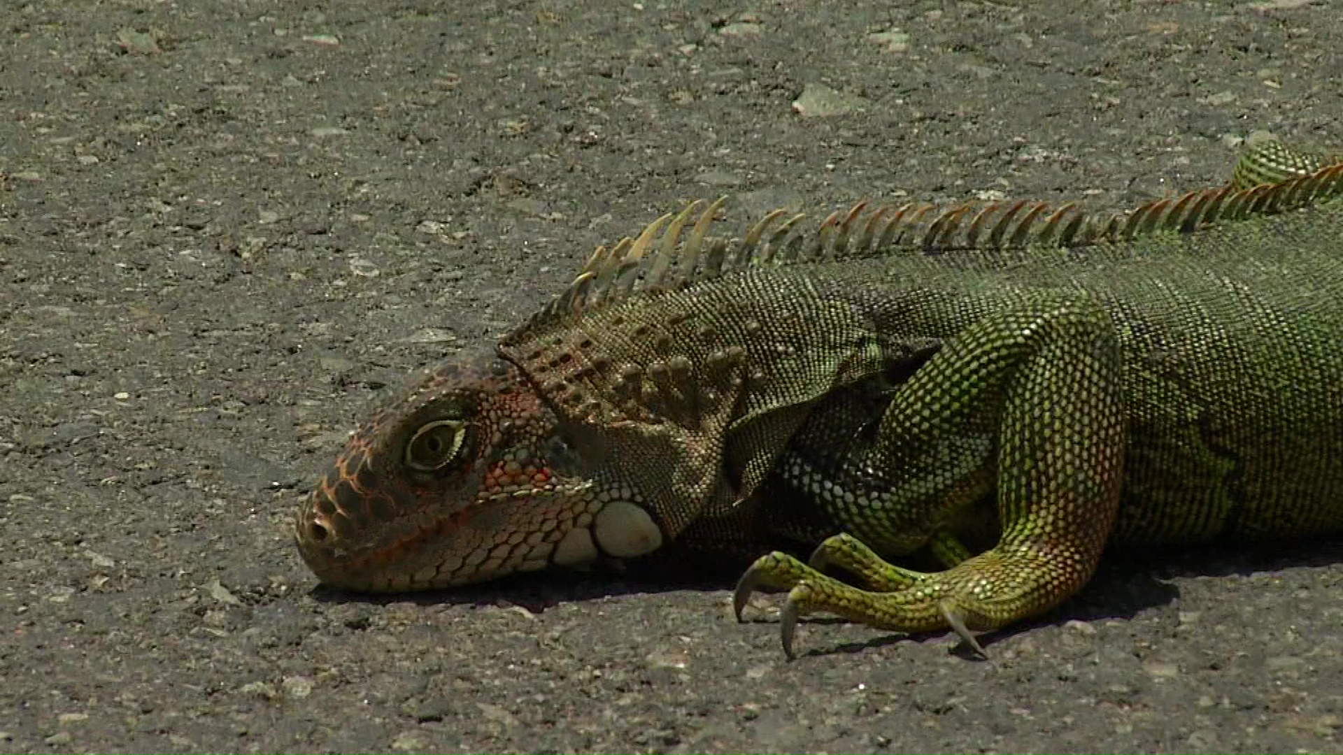 En peligro las iguanas de la regional Oriental Norte