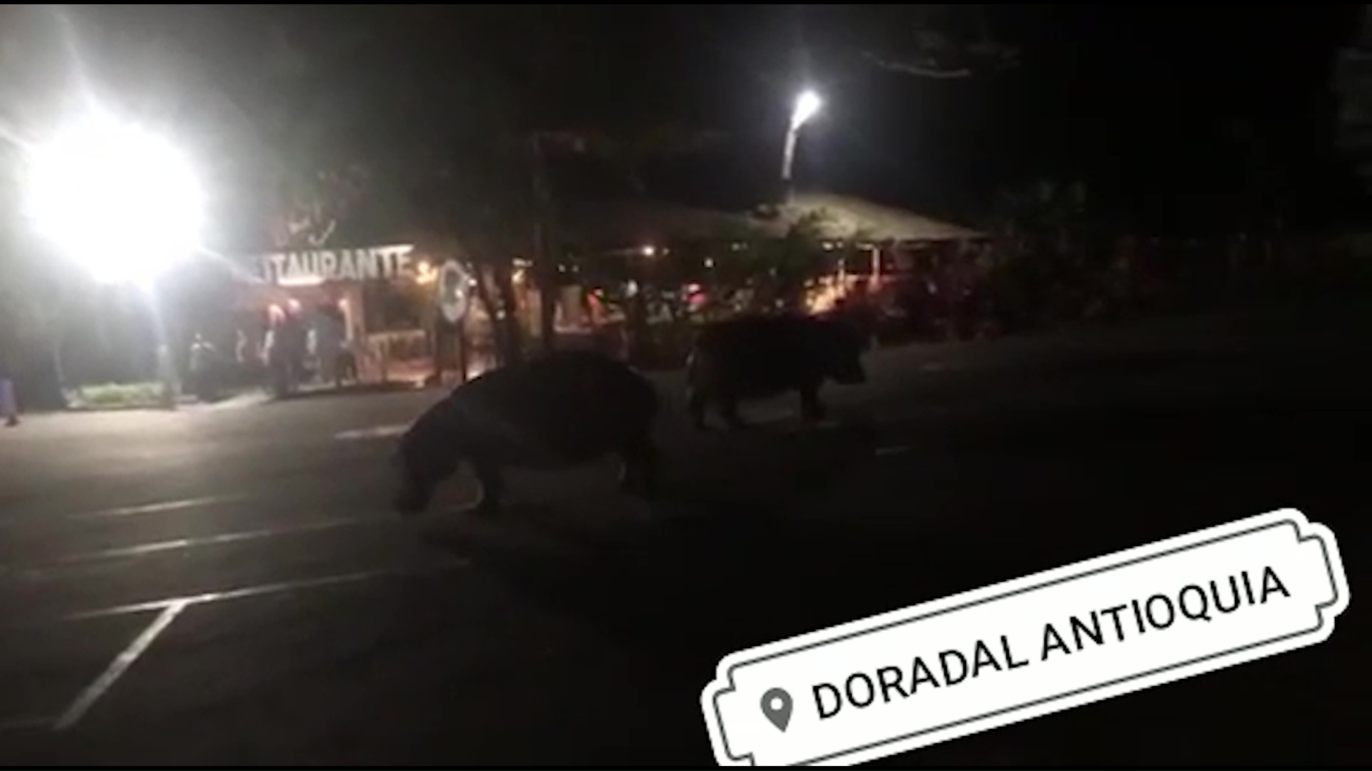 Grabados otros dos hipopótamos en calles de Puerto Triunfo