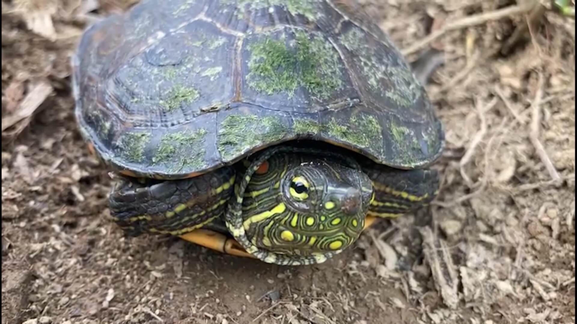 Liberan 113 animales silvestres, algunos serían traficados