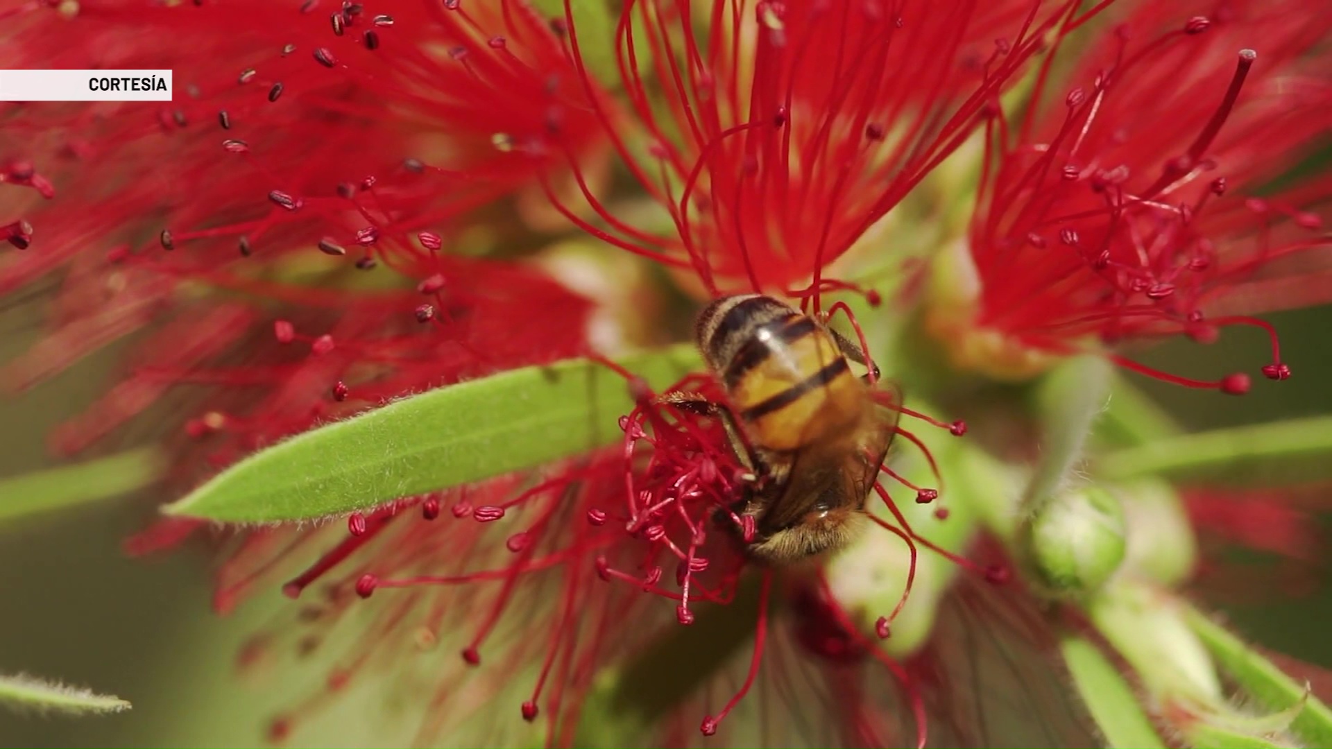 Refugios de abejas en parques del Valle de Aburrá