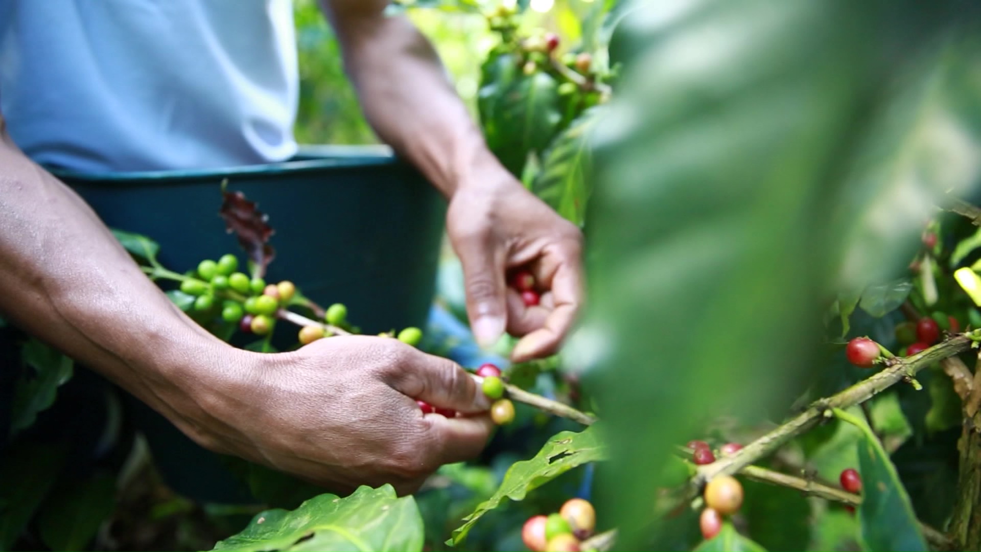 A los afiliados a cooperativa se les garantizará compra de café