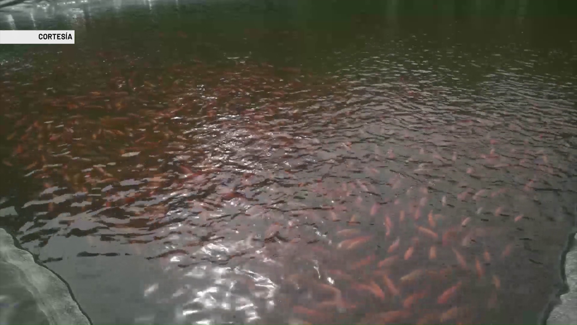 Buscan comercializar dos toneladas de tilapia roja