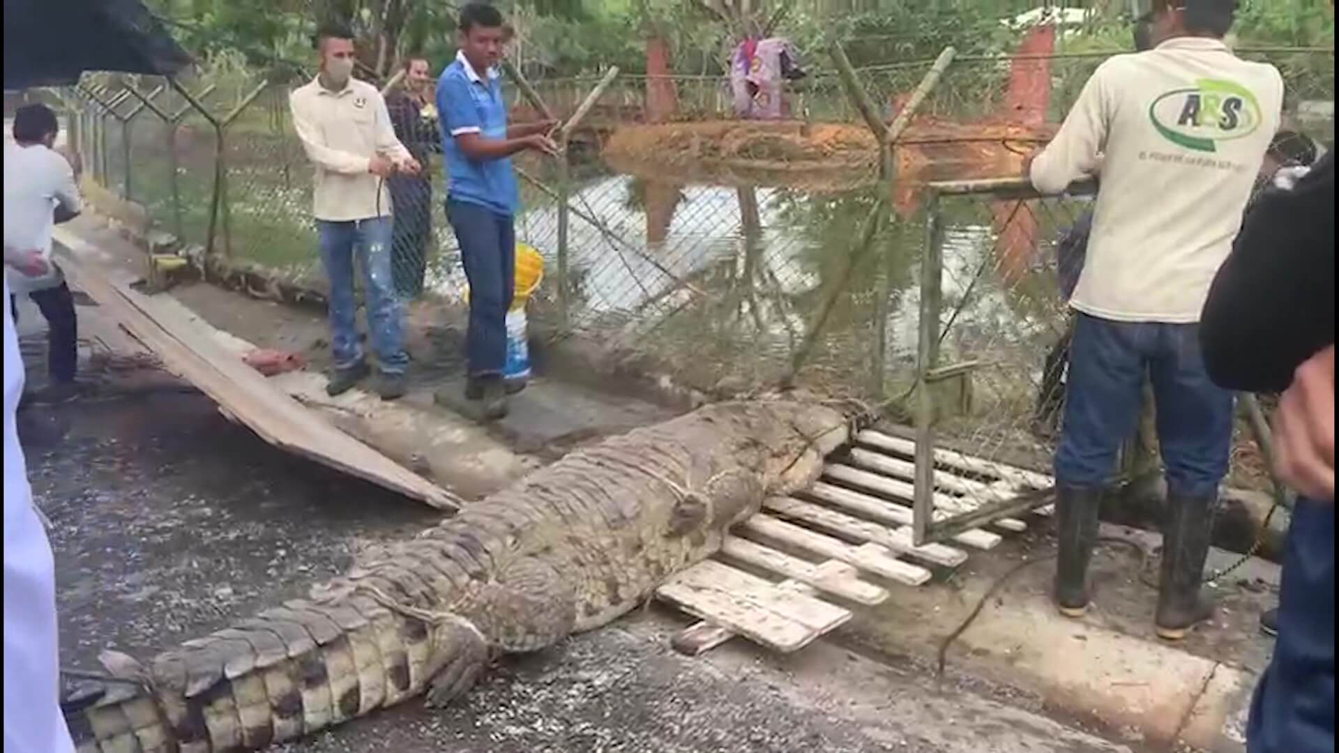 Cinco caimanes trasladados a Nápoles