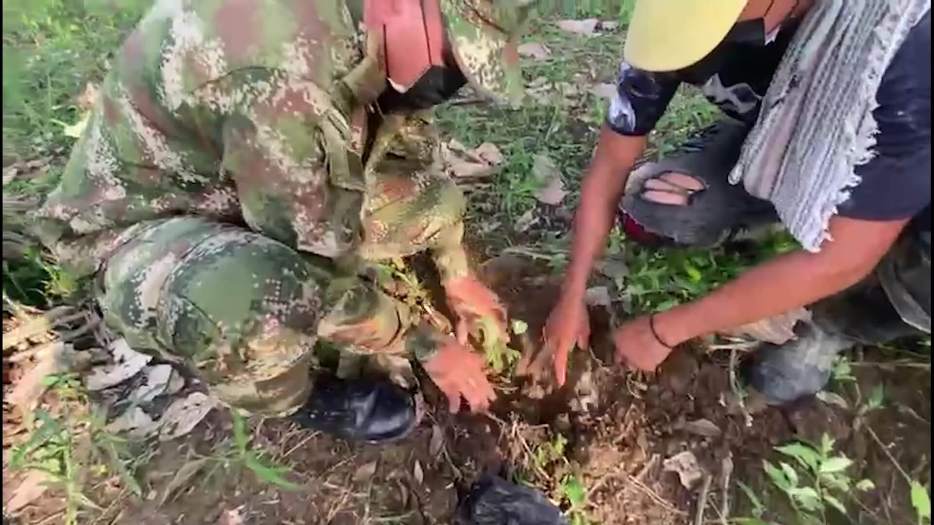 Erradican matas de coca y siembran árboles