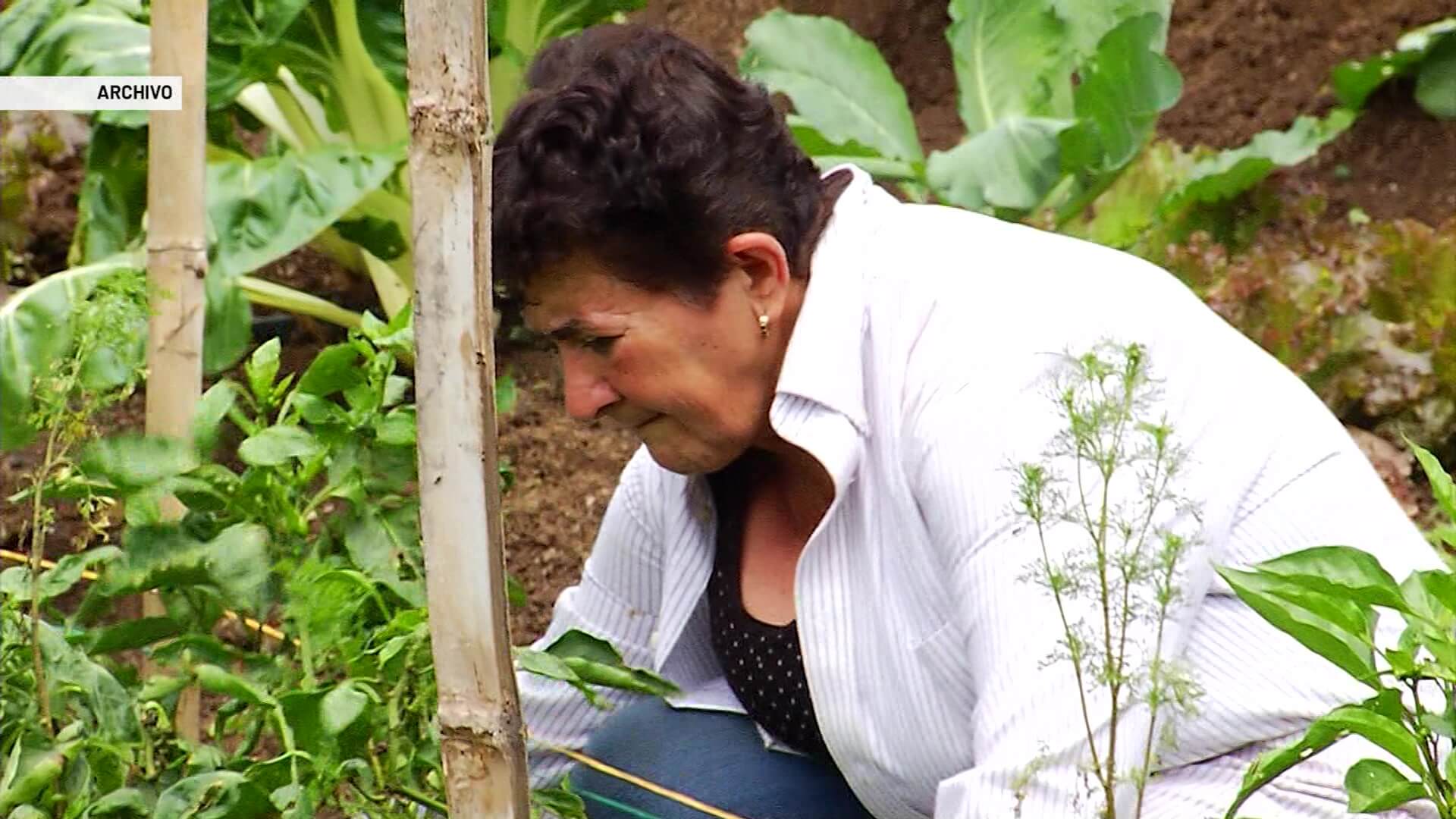 Familias reciben insumos para huertas caseras