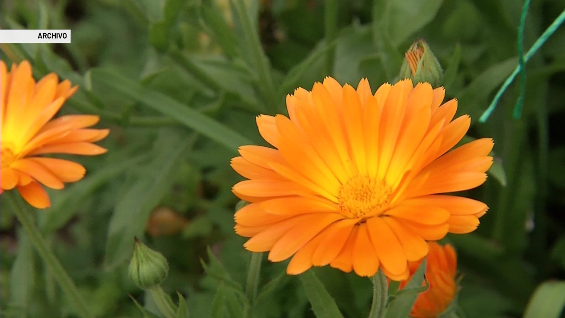 Insumos para producción de flores está costosos