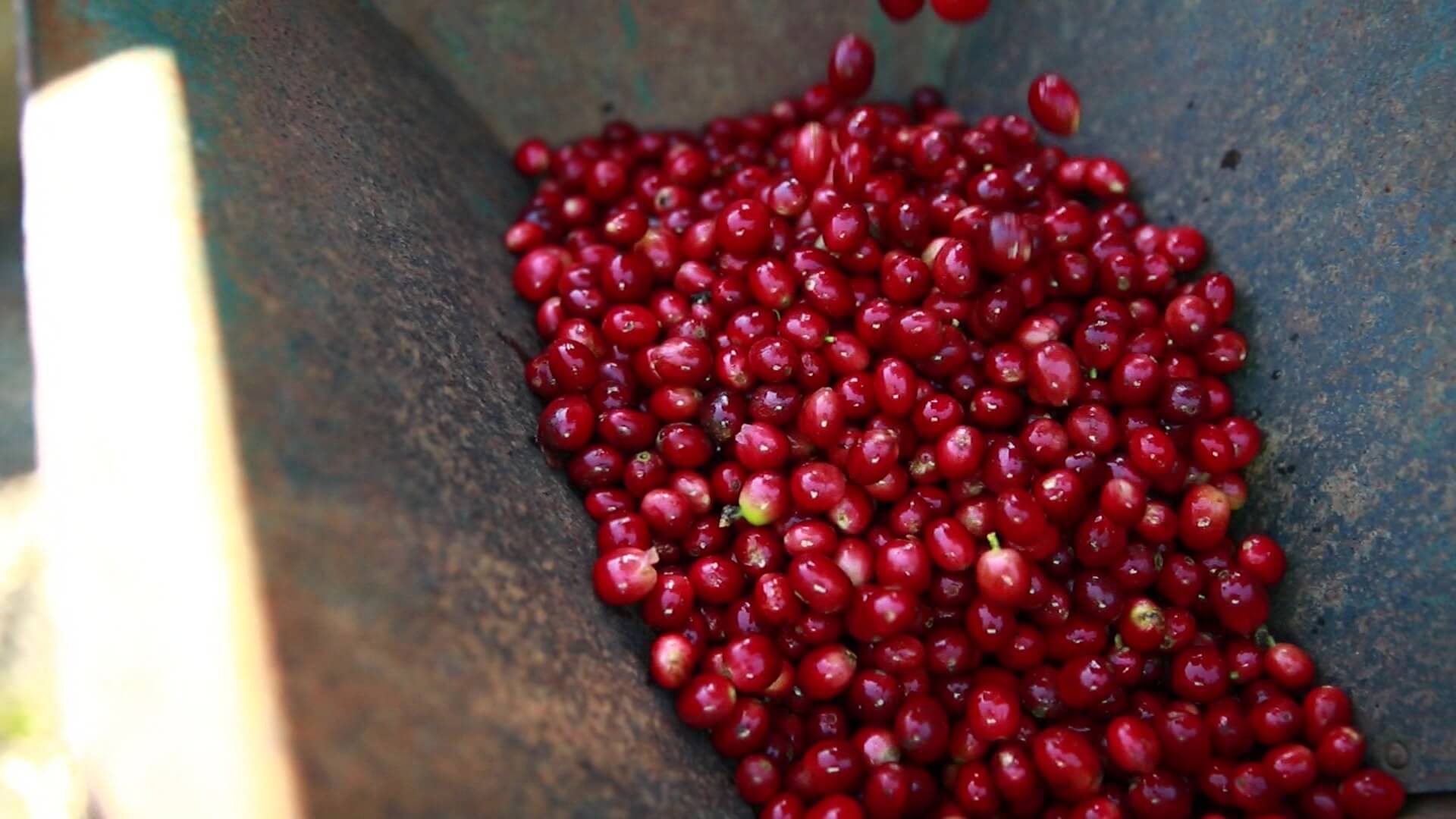 Por lluvias disminuye producción de café