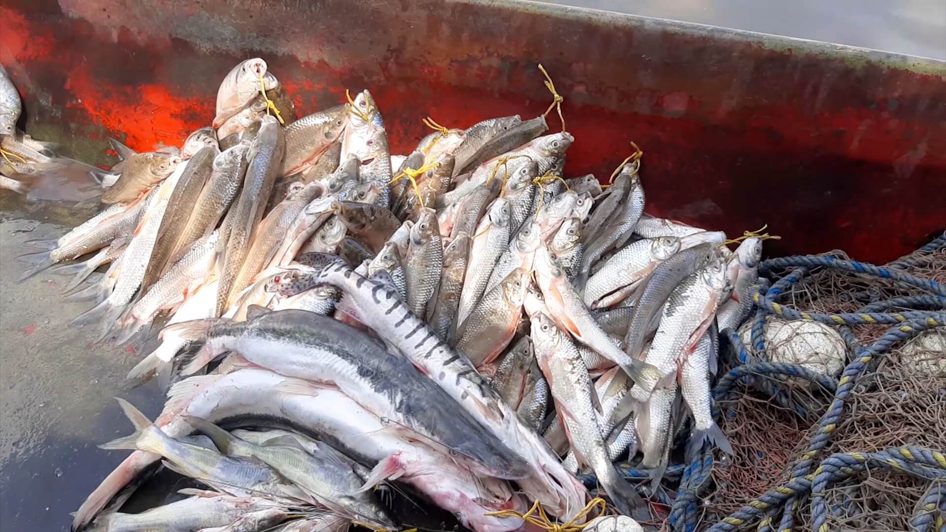 Sinsabor por altos precios del pescado