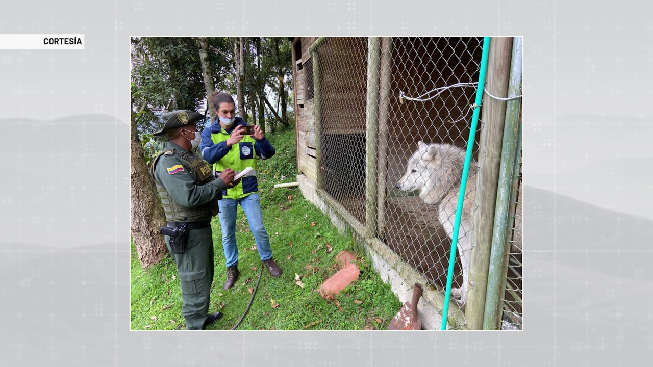 Comité ético definirá el futuro del perro lobo