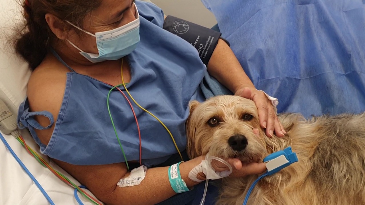 La clínica es  líder en terapia asistida con perros en UCI