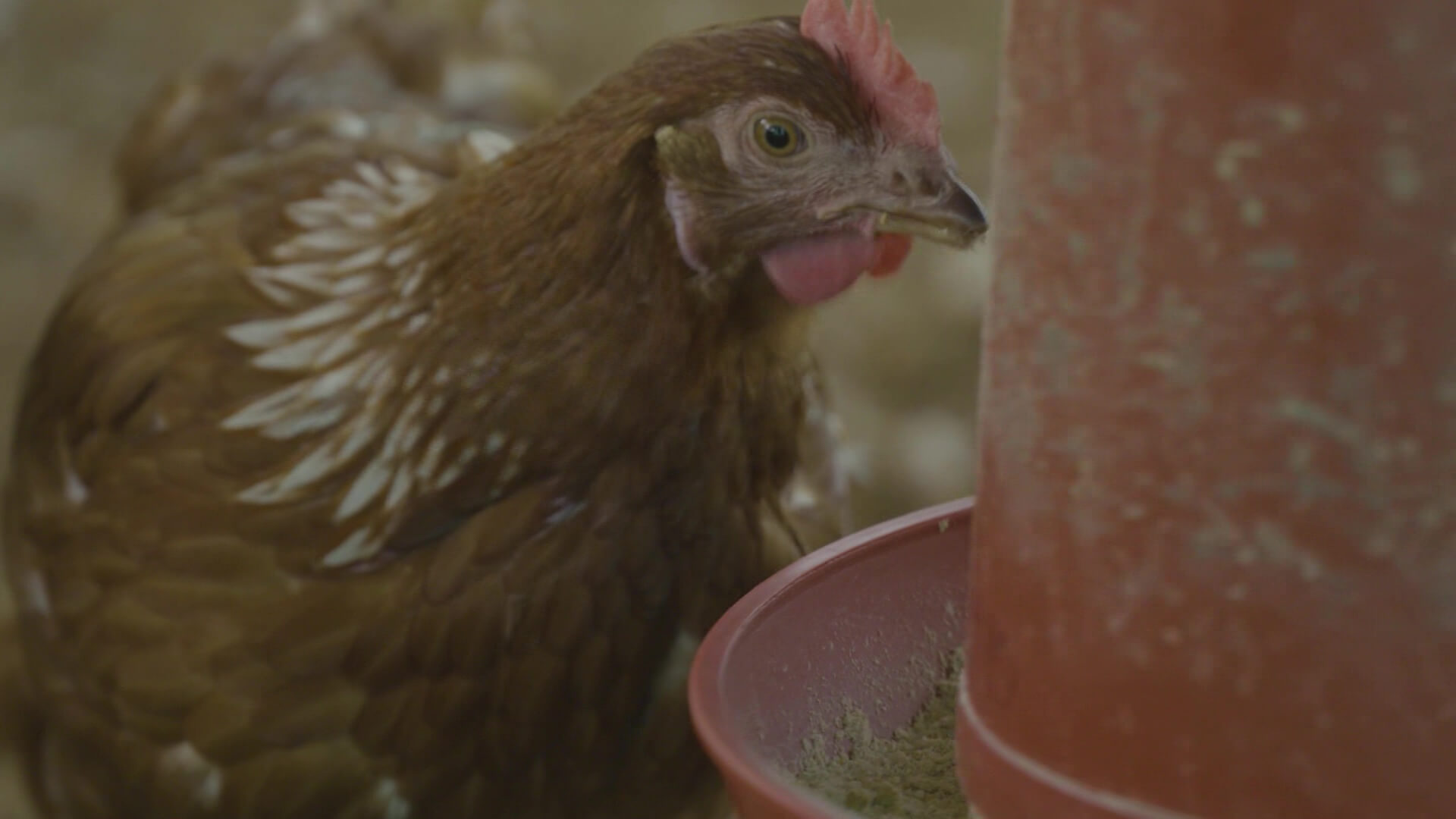 Dueños de aves deben reportar sospechas de gripe aviar