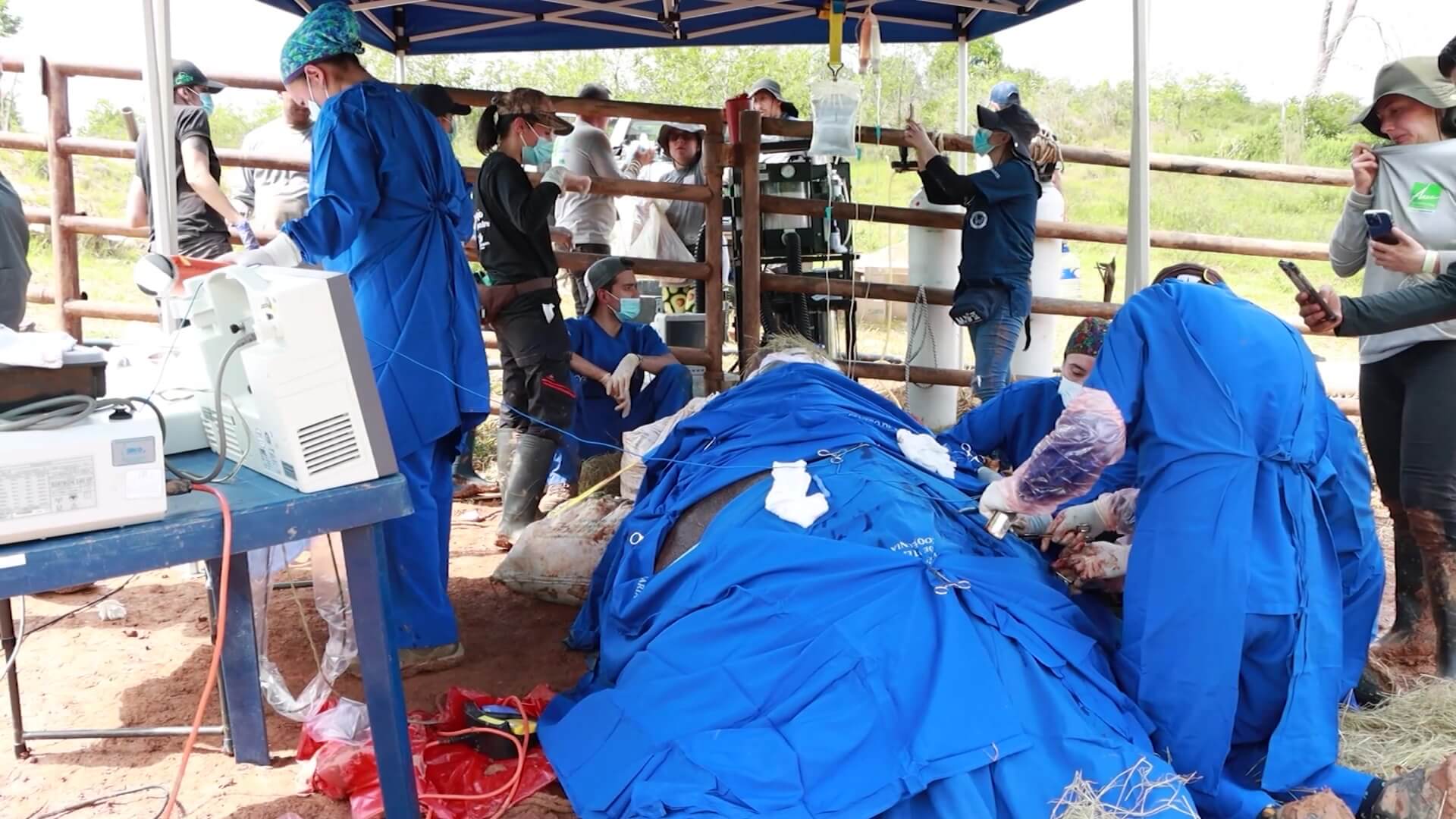 Inicia esterilización de hipopótamos