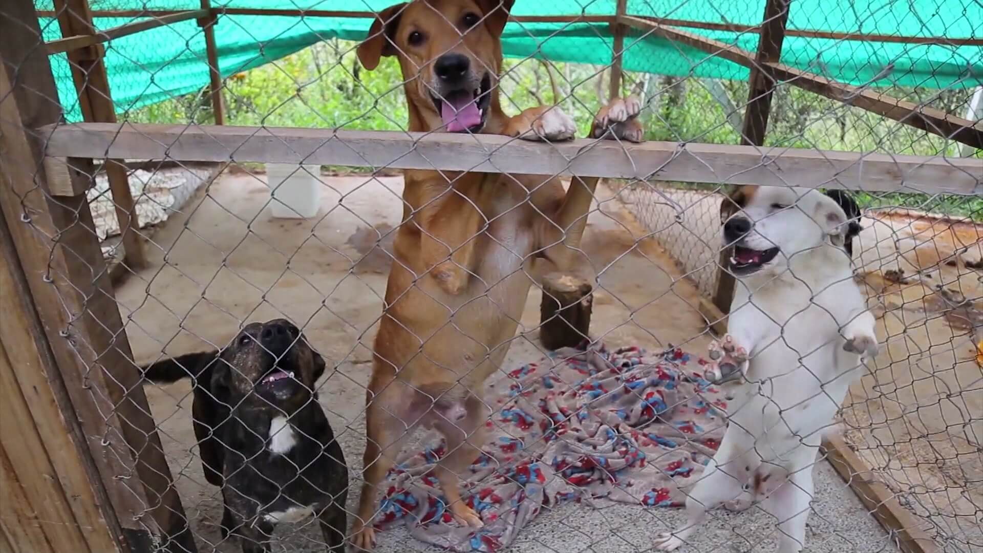Por incendio en criadero de mascotas mueren 18 caninos