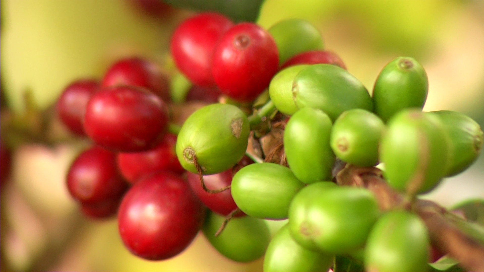 Producción cafetera bajó dos millones de sacos