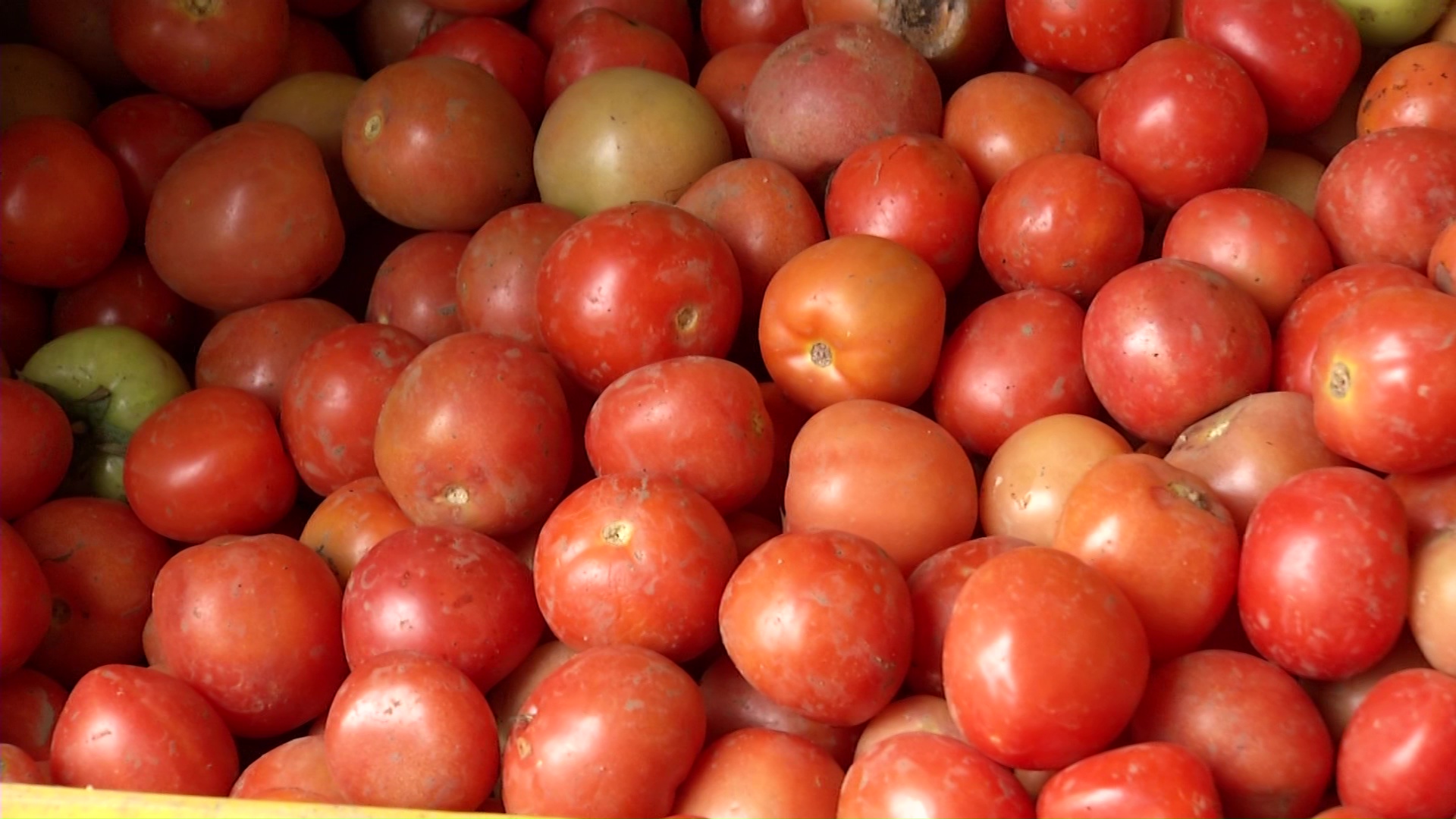 Hasta 35 % ha subido el tomate en plazas de mercado