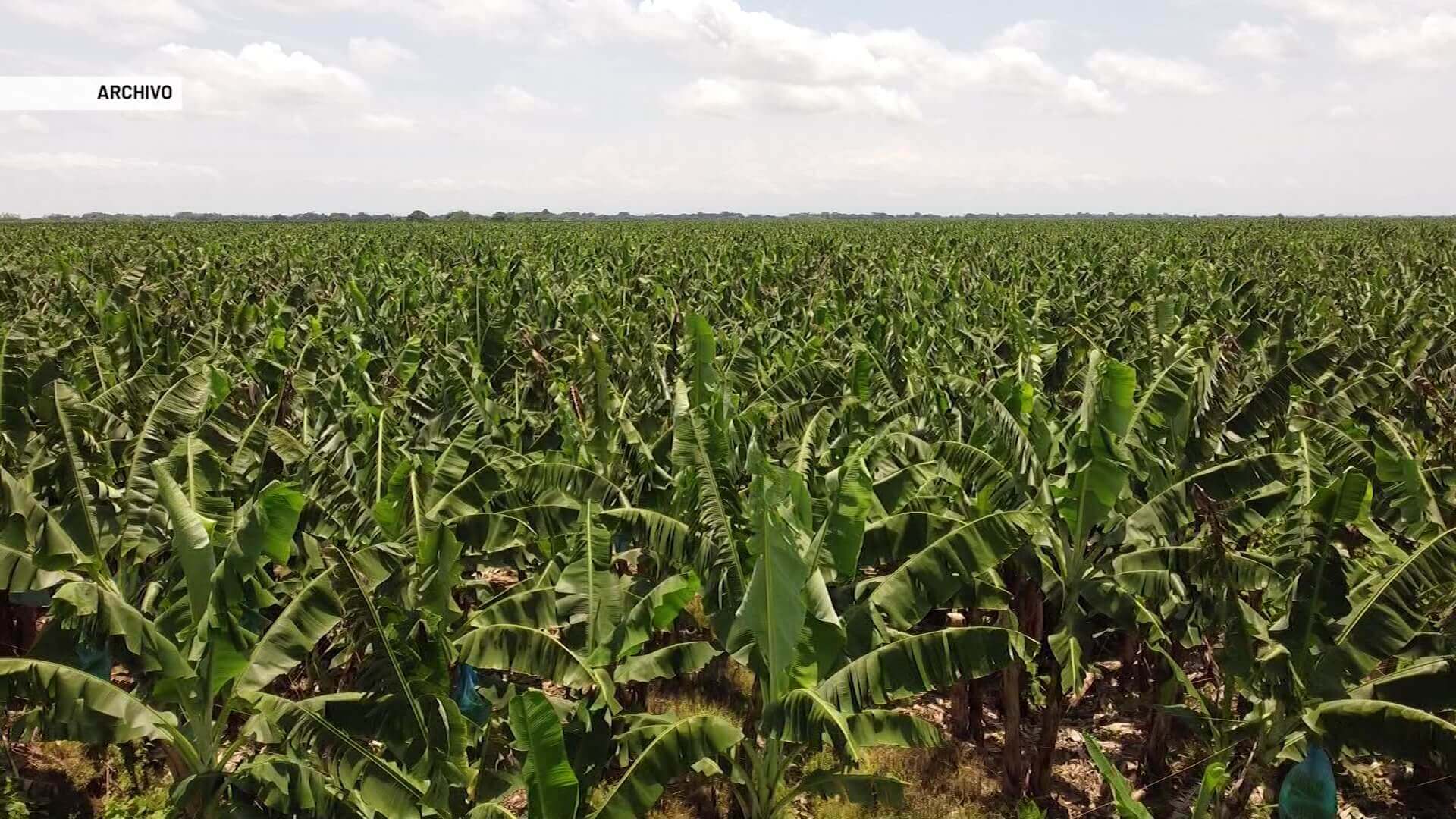 Paisas desarrollan biopesticida para controlar la sigatoka