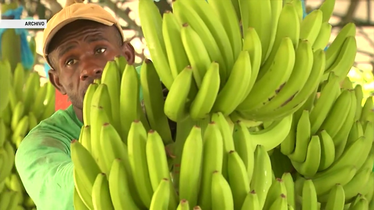 Proyecto para aprovechar vástagos del plátano