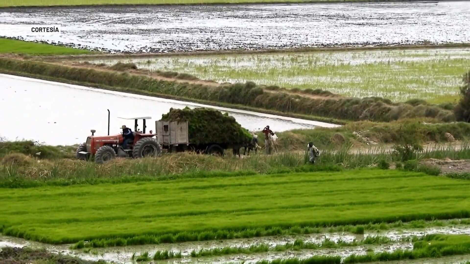 Asia, la principal despensa agrícola del mundo